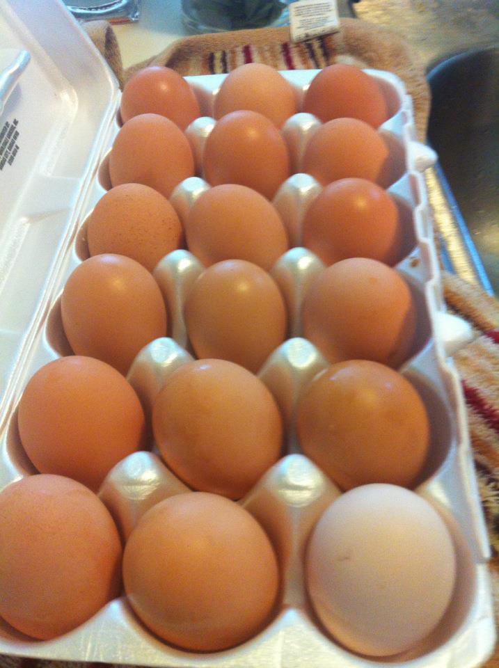 off white egg from brown egg layer
