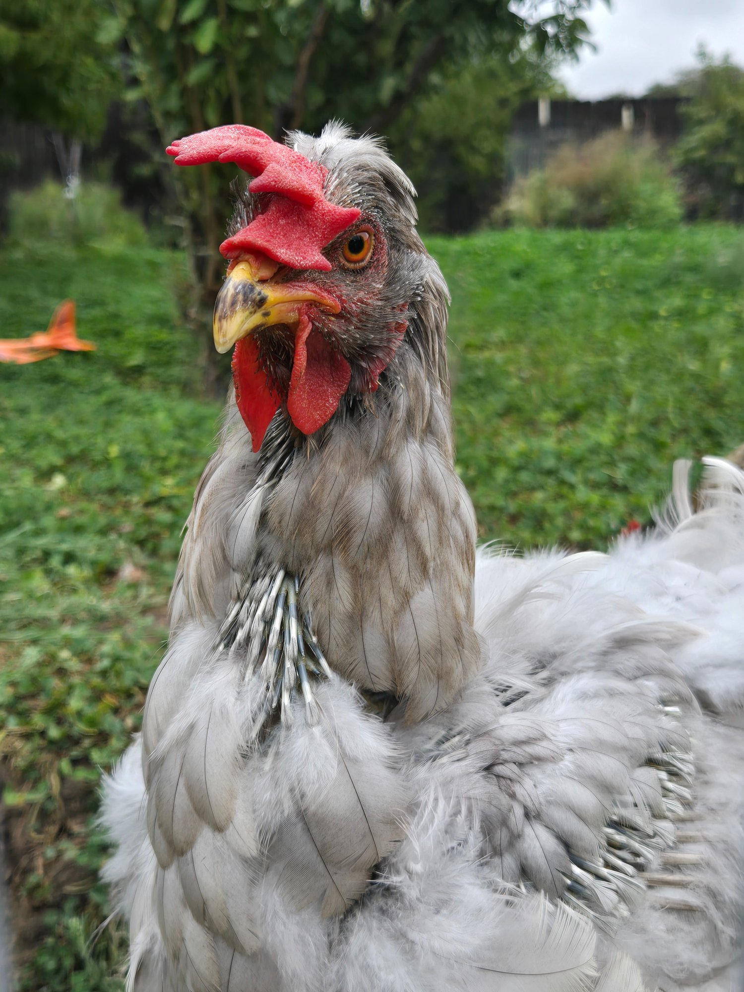 Official BYC Contest—Post Your Best (Worst) Chicken Molt Pictures - 2025 10a.jpg