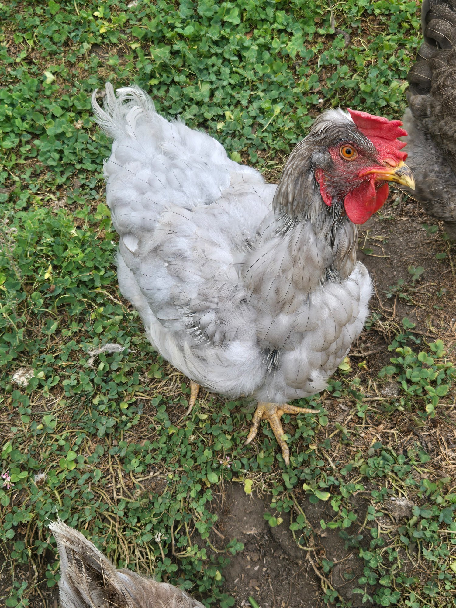 Official BYC Contest—Post Your Best (Worst) Chicken Molt Pictures - 2025 10b.jpg