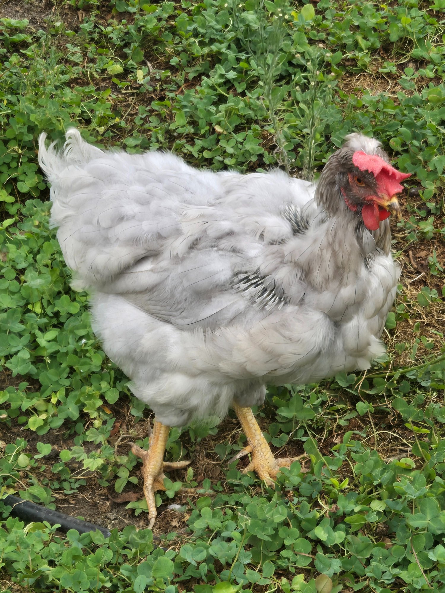 Official BYC Contest—Post Your Best (Worst) Chicken Molt Pictures - 2025 10c.jpg
