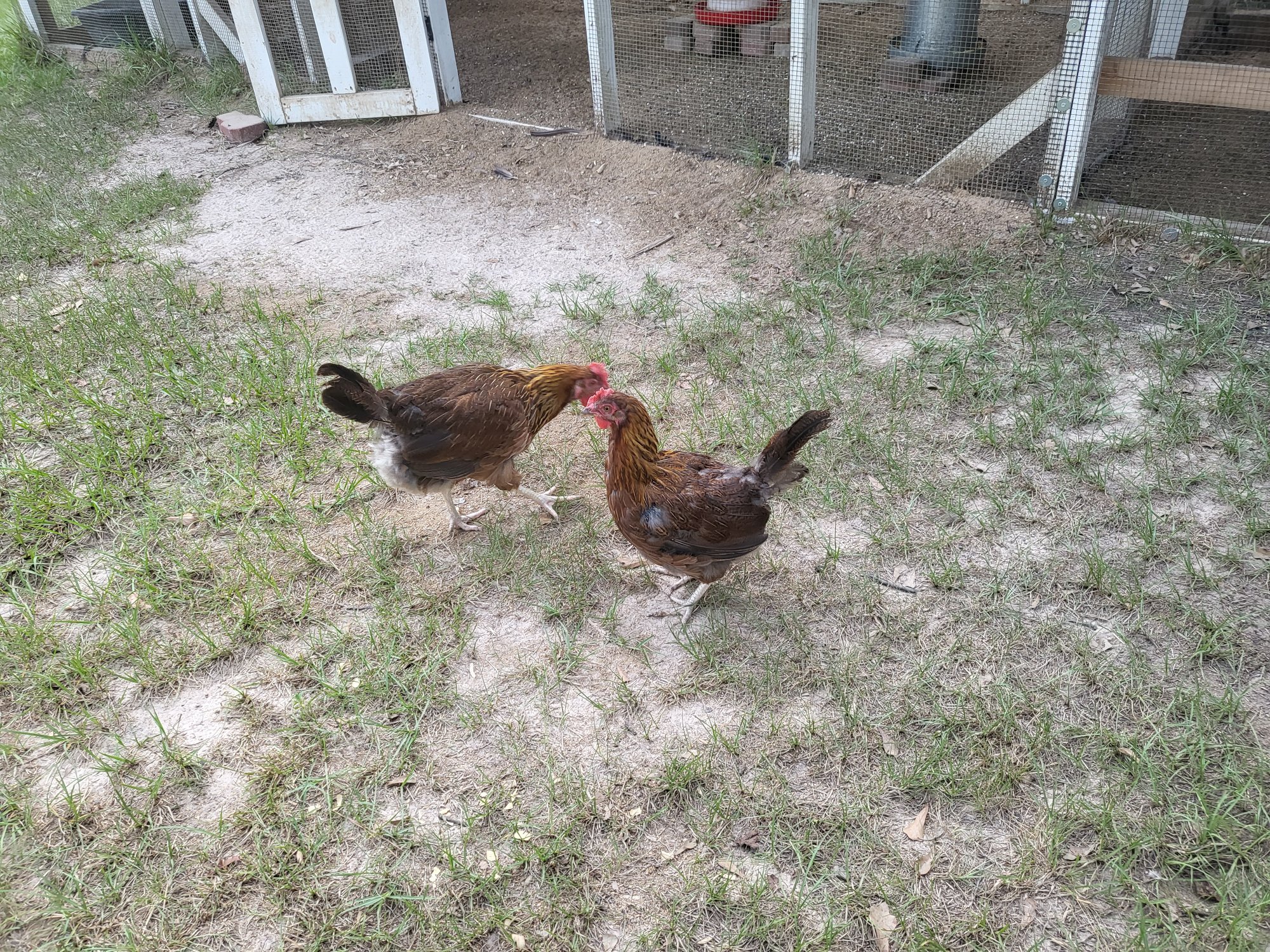 Official BYC Contest—Post Your Best (Worst) Chicken Molt Pictures - 2025 11a.jpg