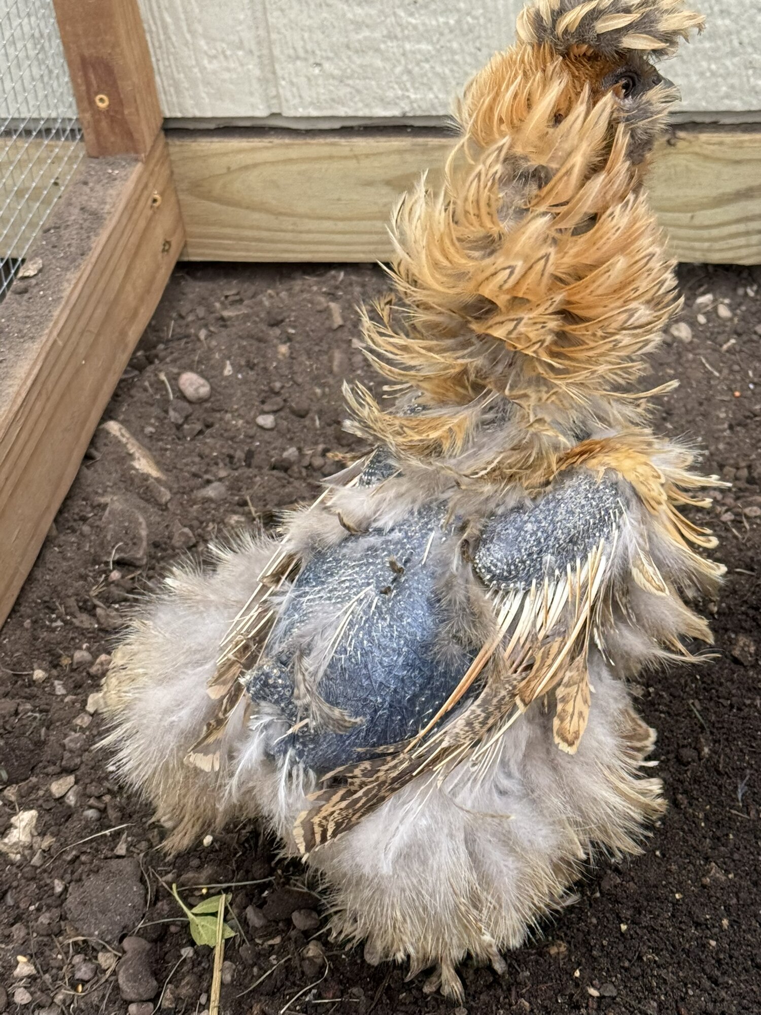 Official BYC Contest—Post Your Best (Worst) Chicken Molt Pictures - 2025 1c.jpg