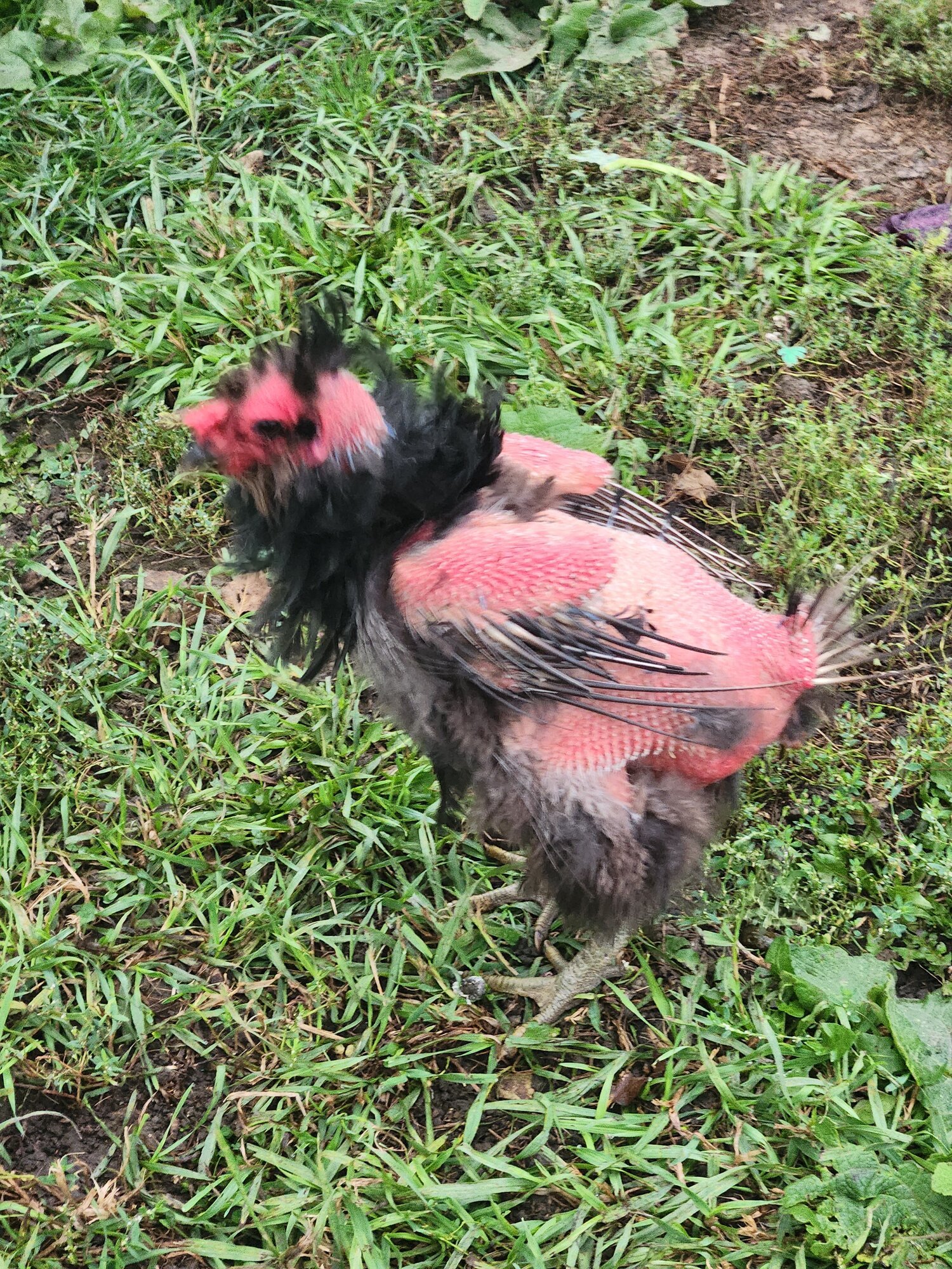 Official BYC Contest—Post Your Best (Worst) Chicken Molt Pictures - 2025 3b.jpg