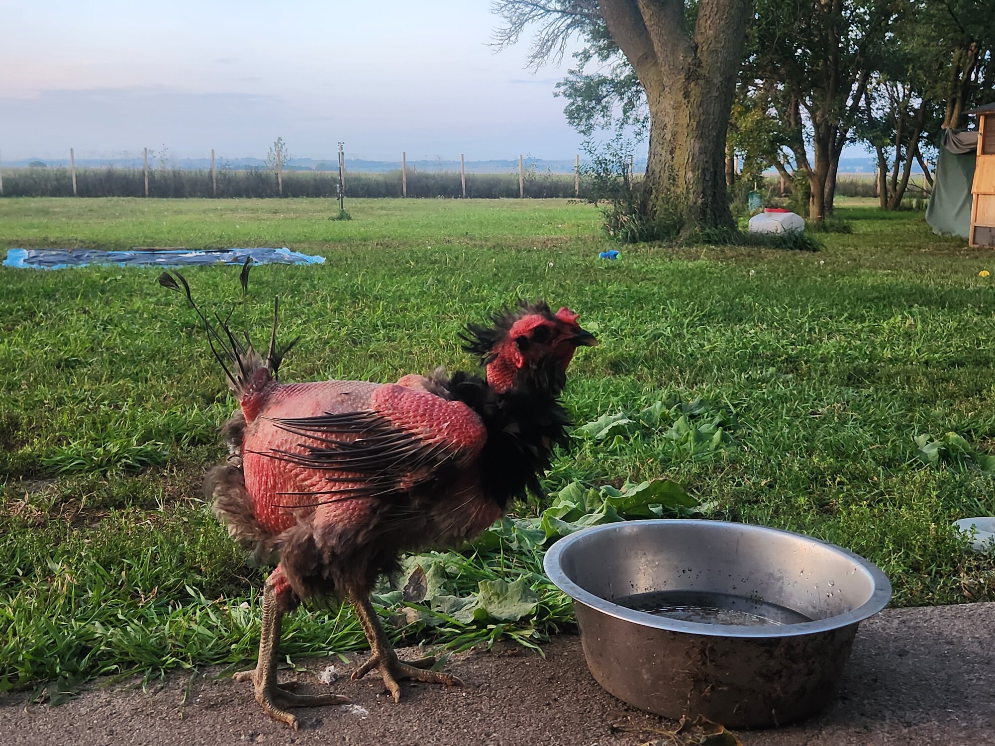 Official BYC Contest—Post Your Best (Worst) Chicken Molt Pictures - 2025 3c.jpg