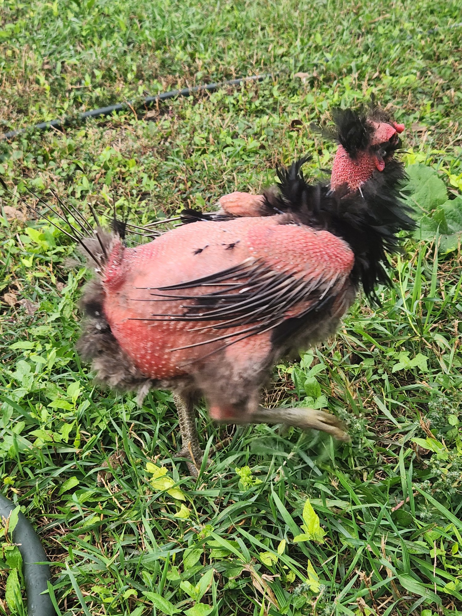 Official BYC Contest—Post Your Best (Worst) Chicken Molt Pictures - 2025 3e.jpg