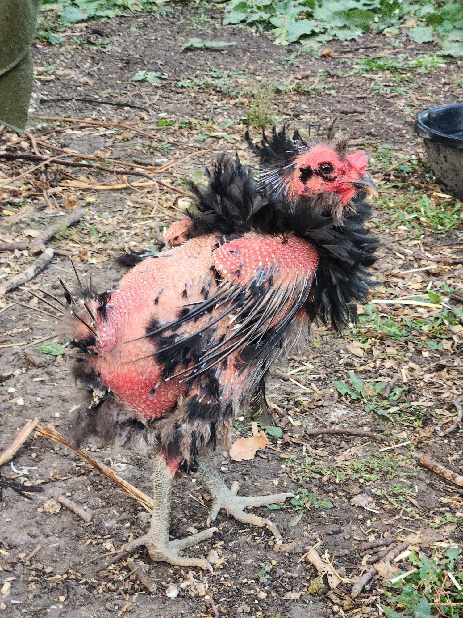 Official BYC Contest—Post Your Best (Worst) Chicken Molt Pictures - 2025 3g.jpg