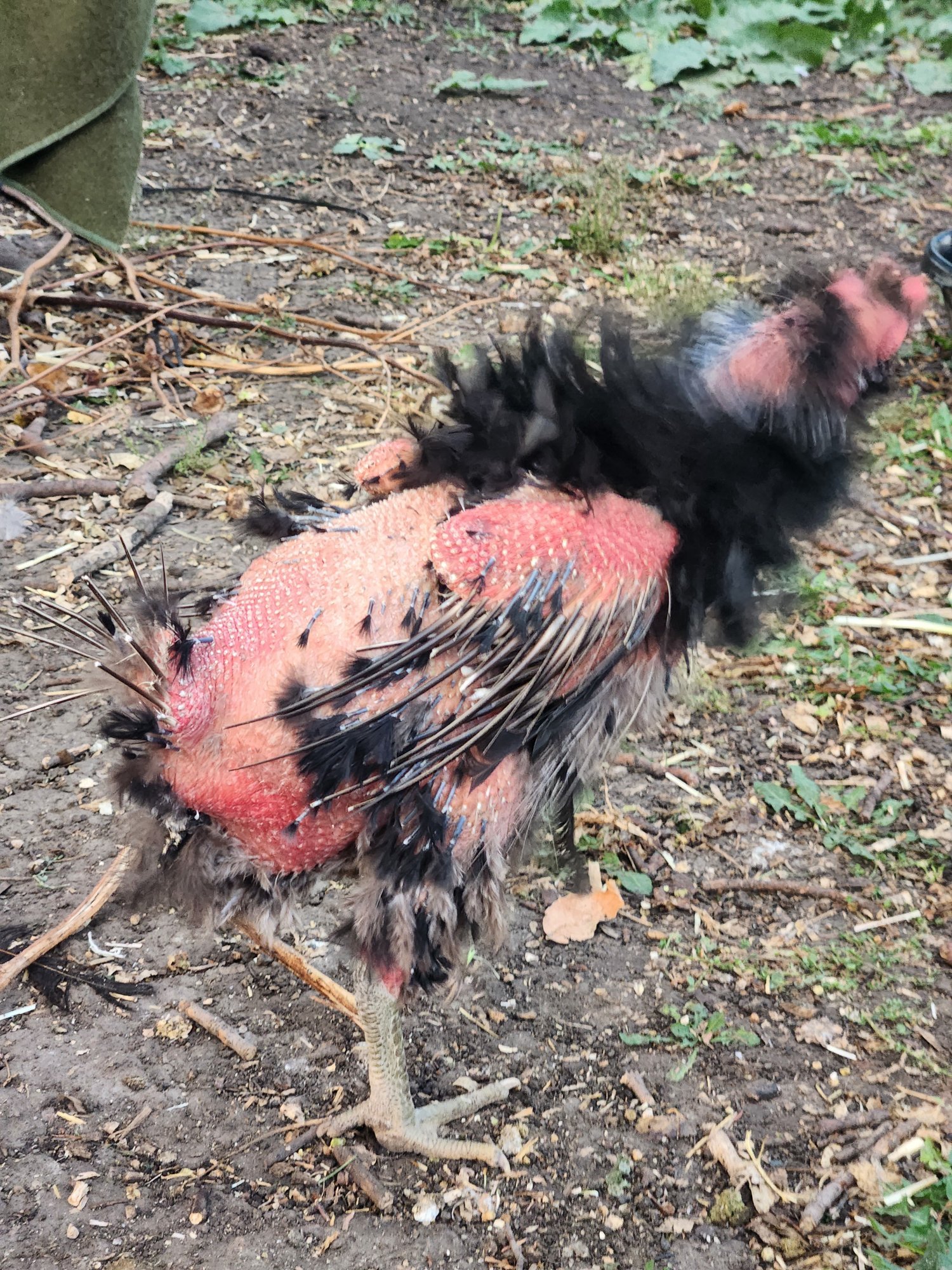Official BYC Contest—Post Your Best (Worst) Chicken Molt Pictures - 2025 3i.jpg