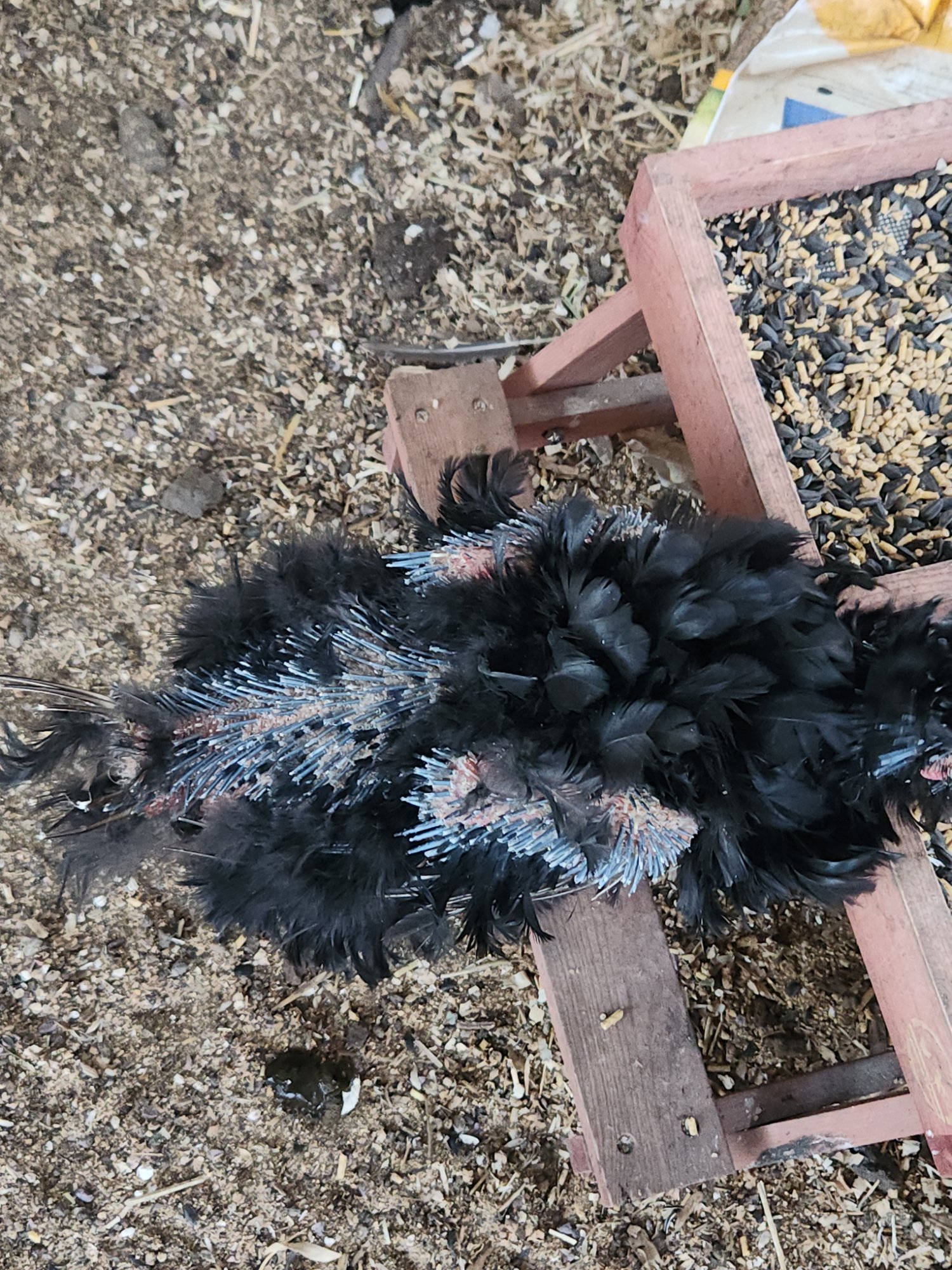 Official BYC Contest—Post Your Best (Worst) Chicken Molt Pictures - 2025 3j.jpg