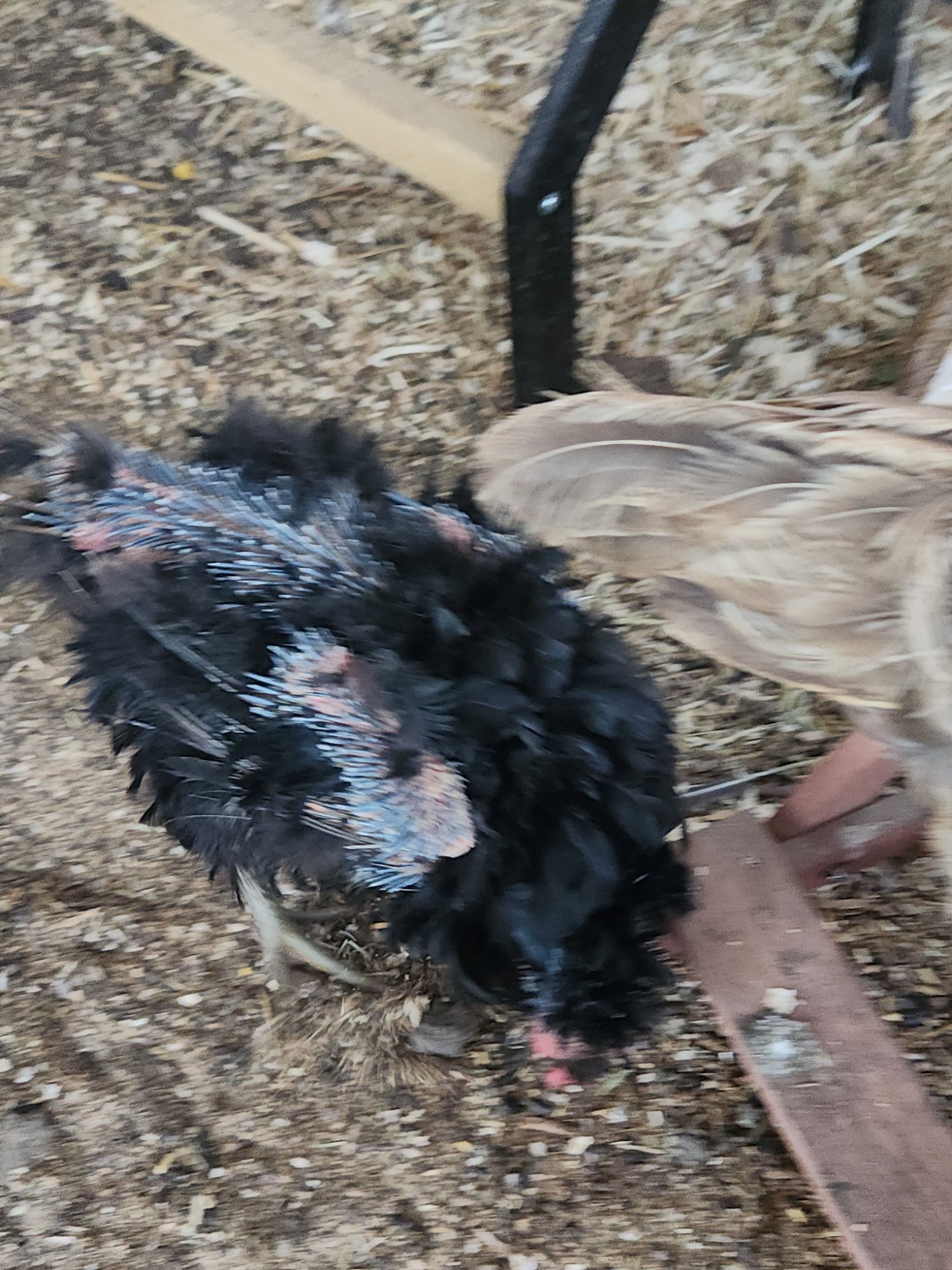 Official BYC Contest—Post Your Best (Worst) Chicken Molt Pictures - 2025 3k.jpg