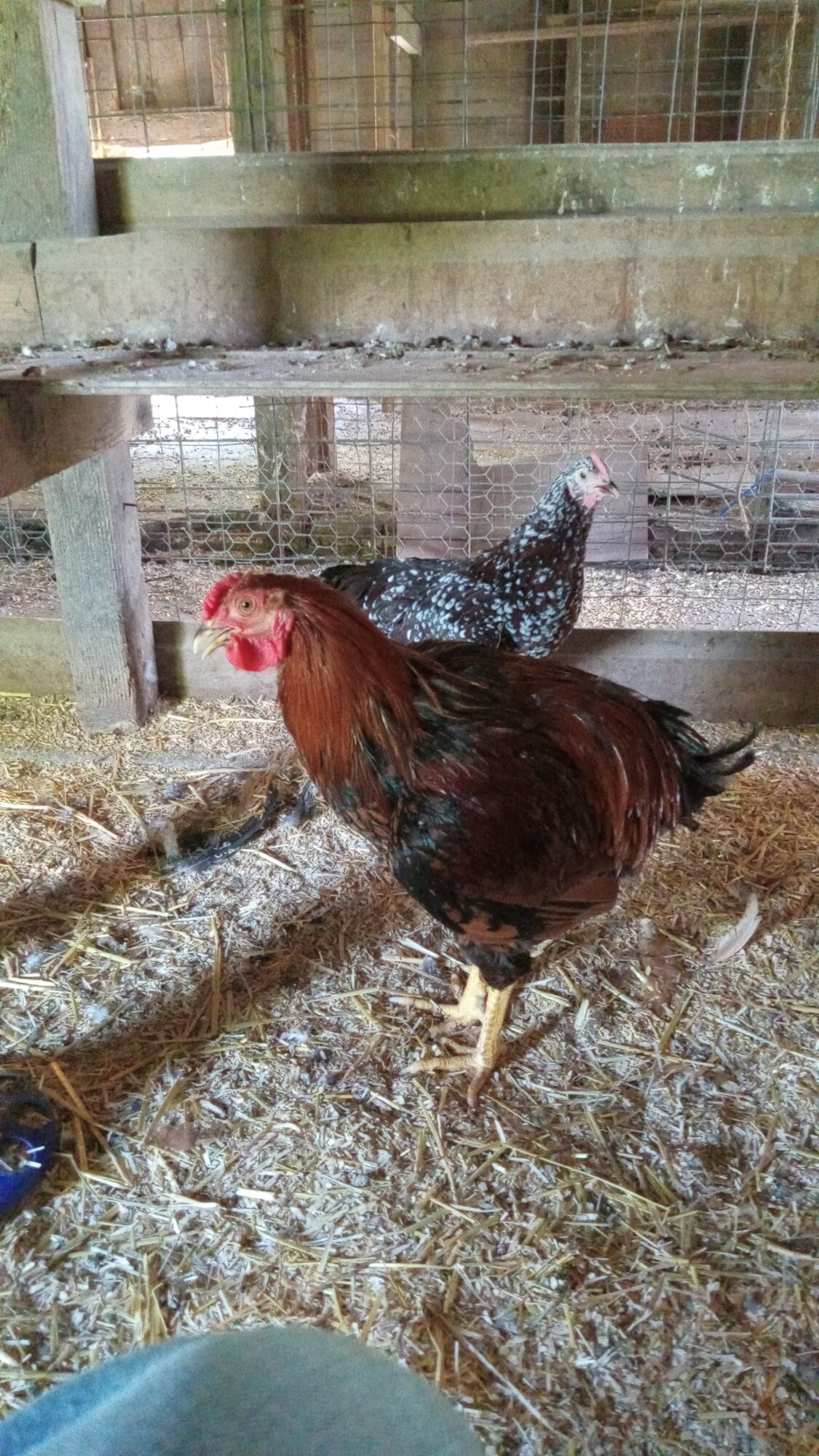 Official BYC Contest—Post Your Best (Worst) Chicken Molt Pictures - 2025 4.jpg