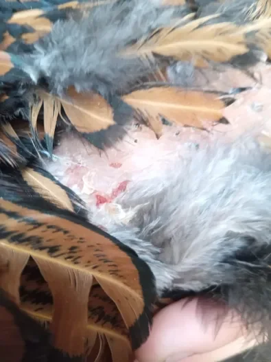 Official BYC Contest—Post Your Best (Worst) Chicken Molt Pictures - 2025 5a.png