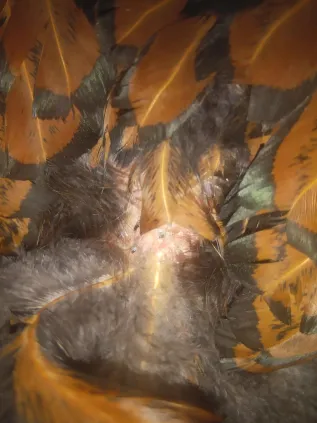 Official BYC Contest—Post Your Best (Worst) Chicken Molt Pictures - 2025 5b.png