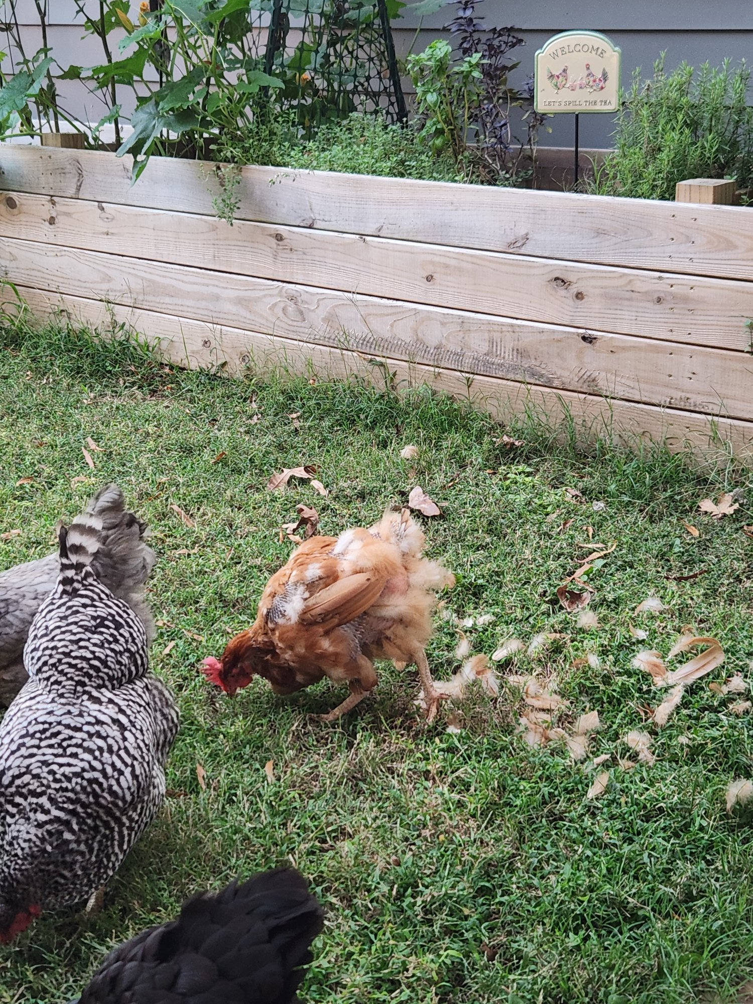 Official BYC Contest—Post Your Best (Worst) Chicken Molt Pictures - 2025 6.jpg