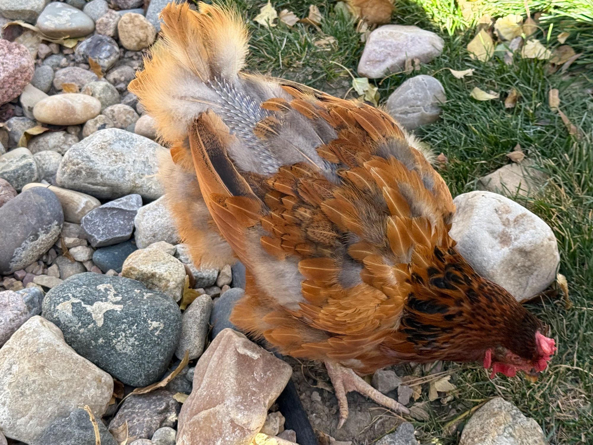 Official BYC Contest—Post Your Best (Worst) Chicken Molt Pictures - 2025 66i.jpg