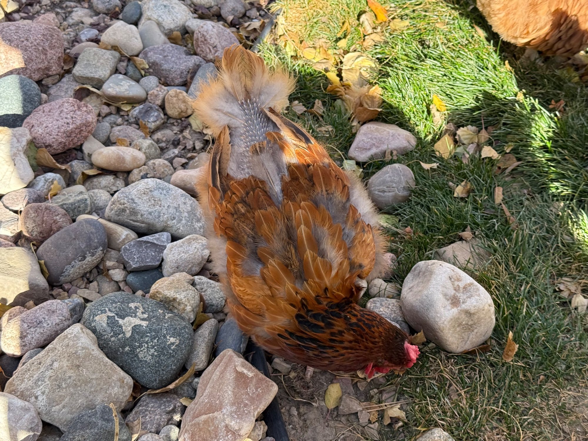 Official BYC Contest—Post Your Best (Worst) Chicken Molt Pictures - 2025 66j.jpg