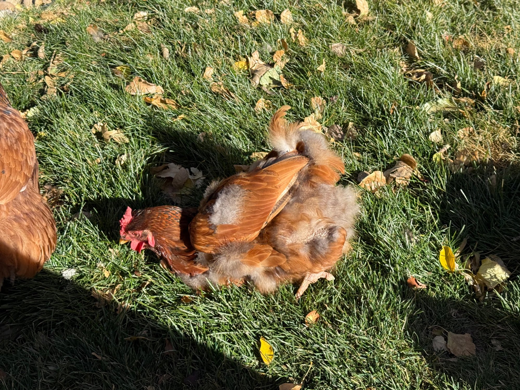 Official BYC Contest—Post Your Best (Worst) Chicken Molt Pictures - 2025 66k.jpg
