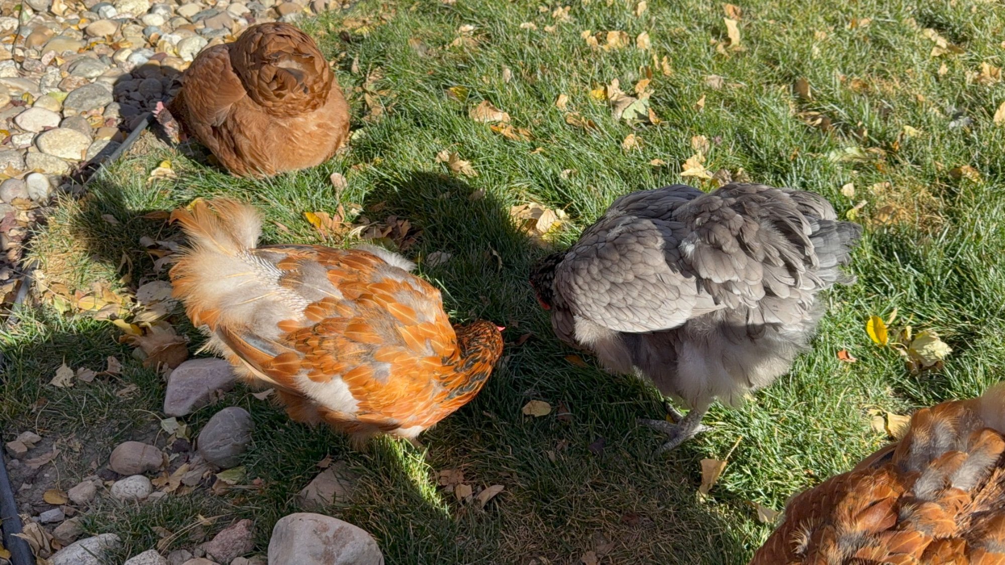 Official BYC Contest—Post Your Best (Worst) Chicken Molt Pictures - 2025 66l.jpg