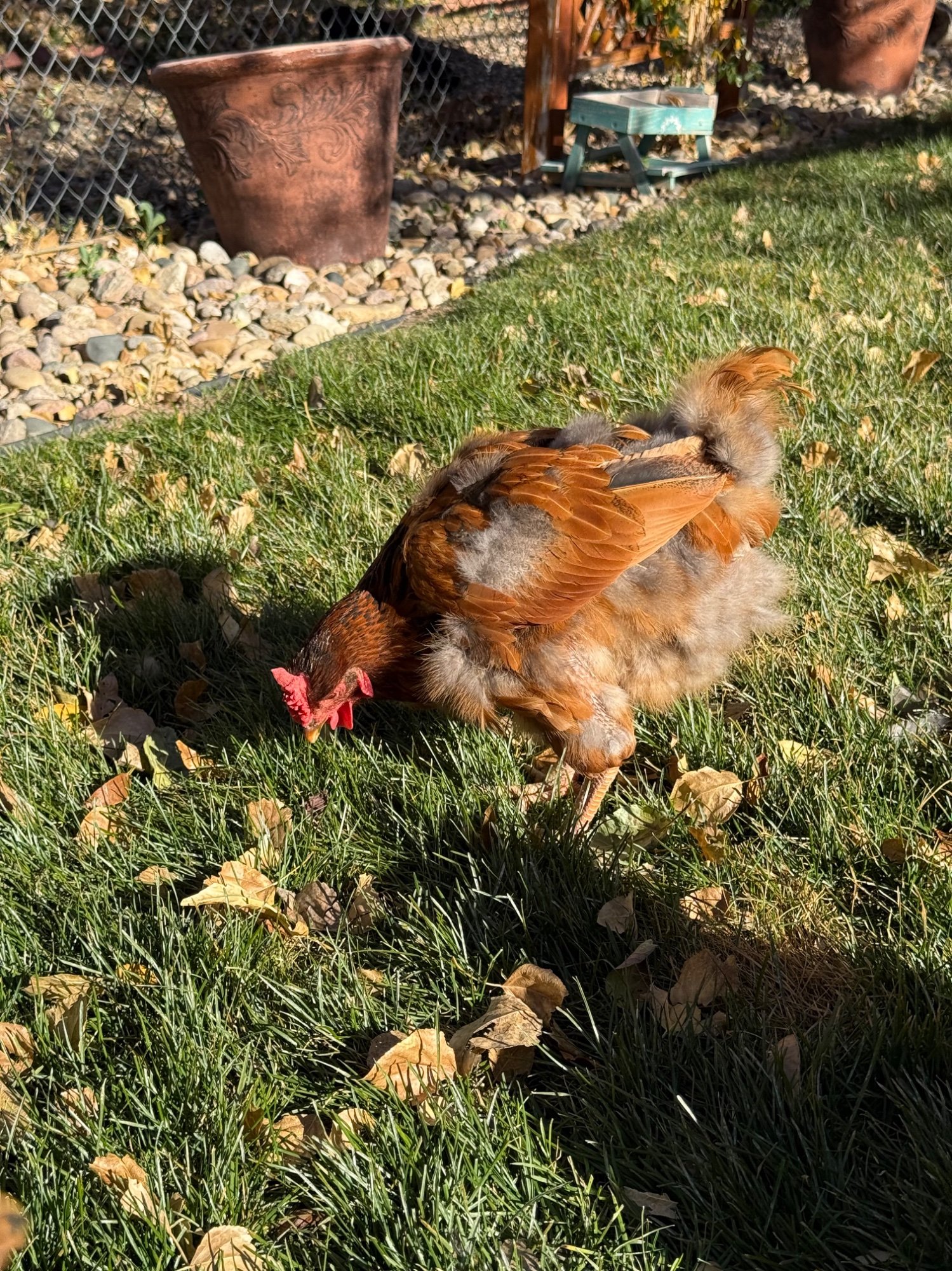 Official BYC Contest—Post Your Best (Worst) Chicken Molt Pictures - 2025 66m.jpg