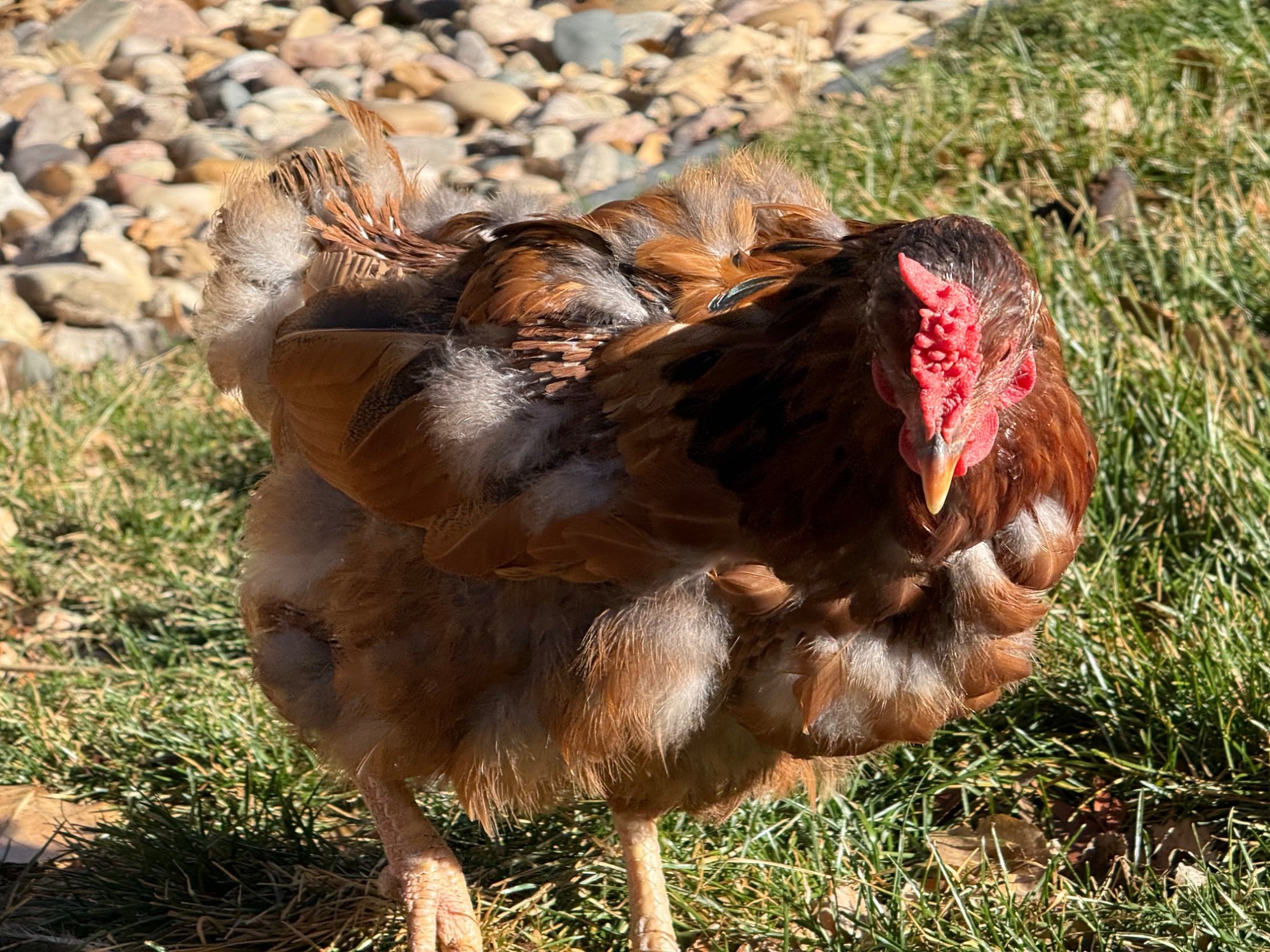 Official BYC Contest—Post Your Best (Worst) Chicken Molt Pictures - 2025 66n.jpg