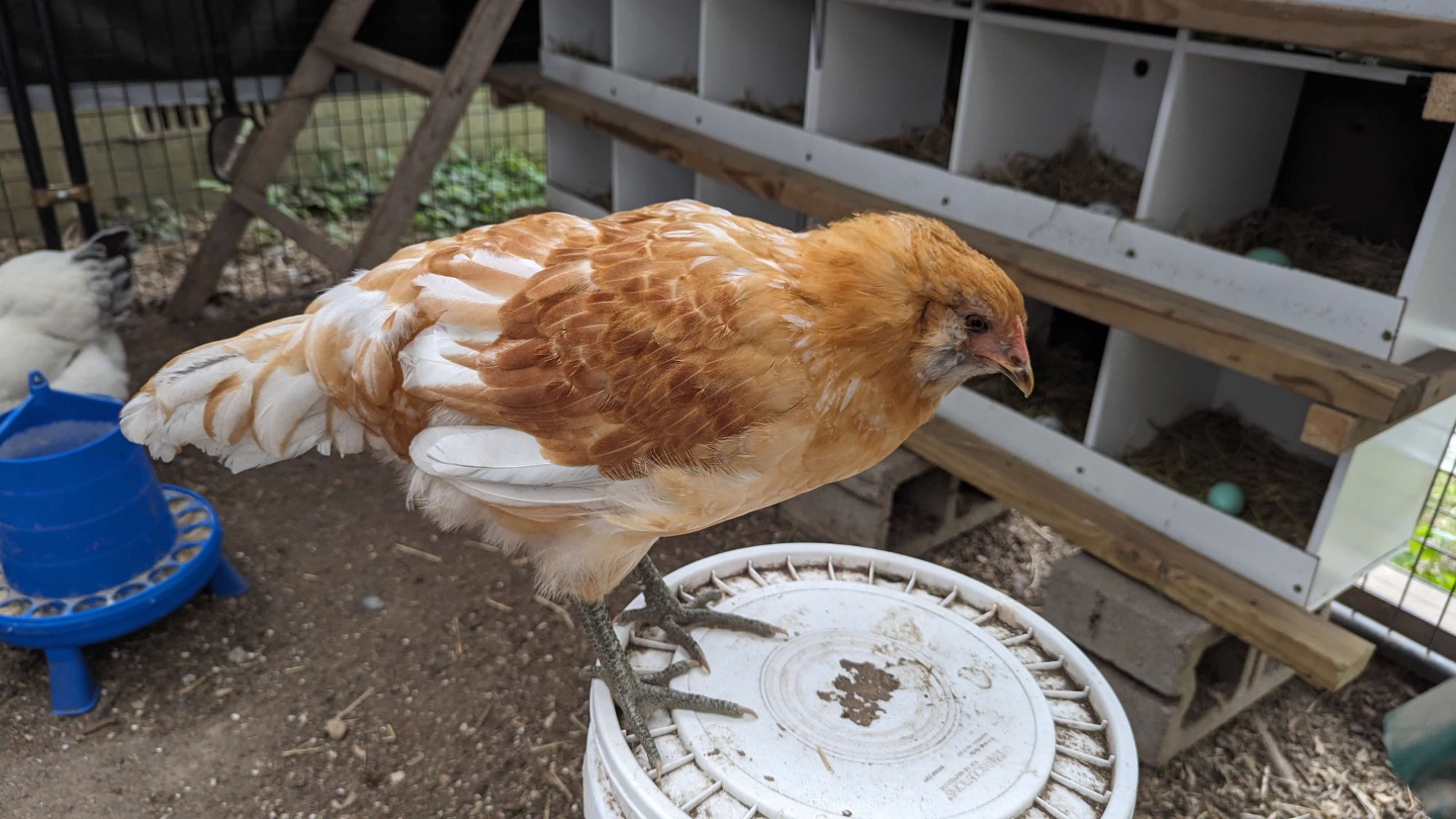 Official BYC Contest—Post Your Best (Worst) Chicken Molt Pictures - 2025 67a.jpg