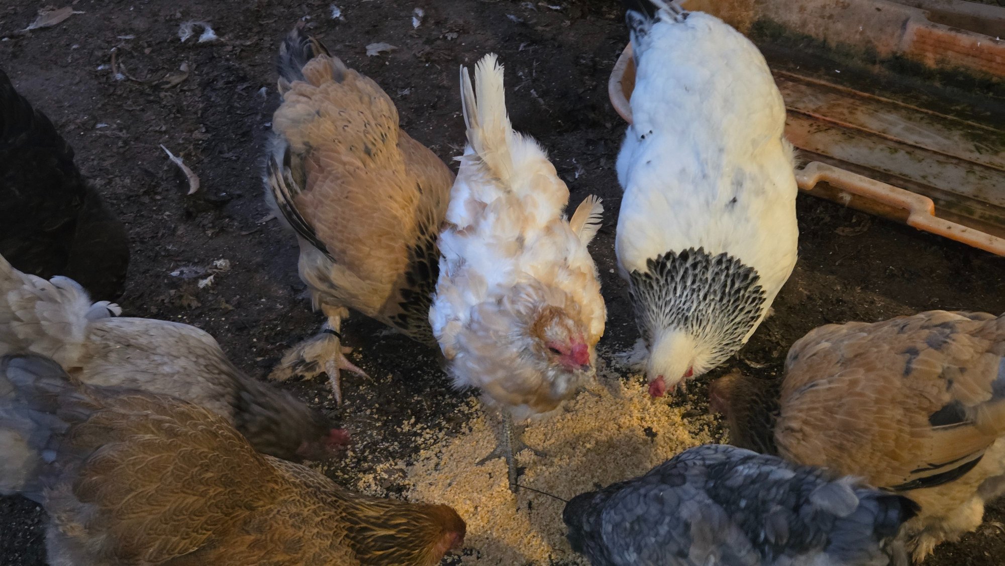 Official BYC Contest—Post Your Best (Worst) Chicken Molt Pictures - 2025 67b.jpg