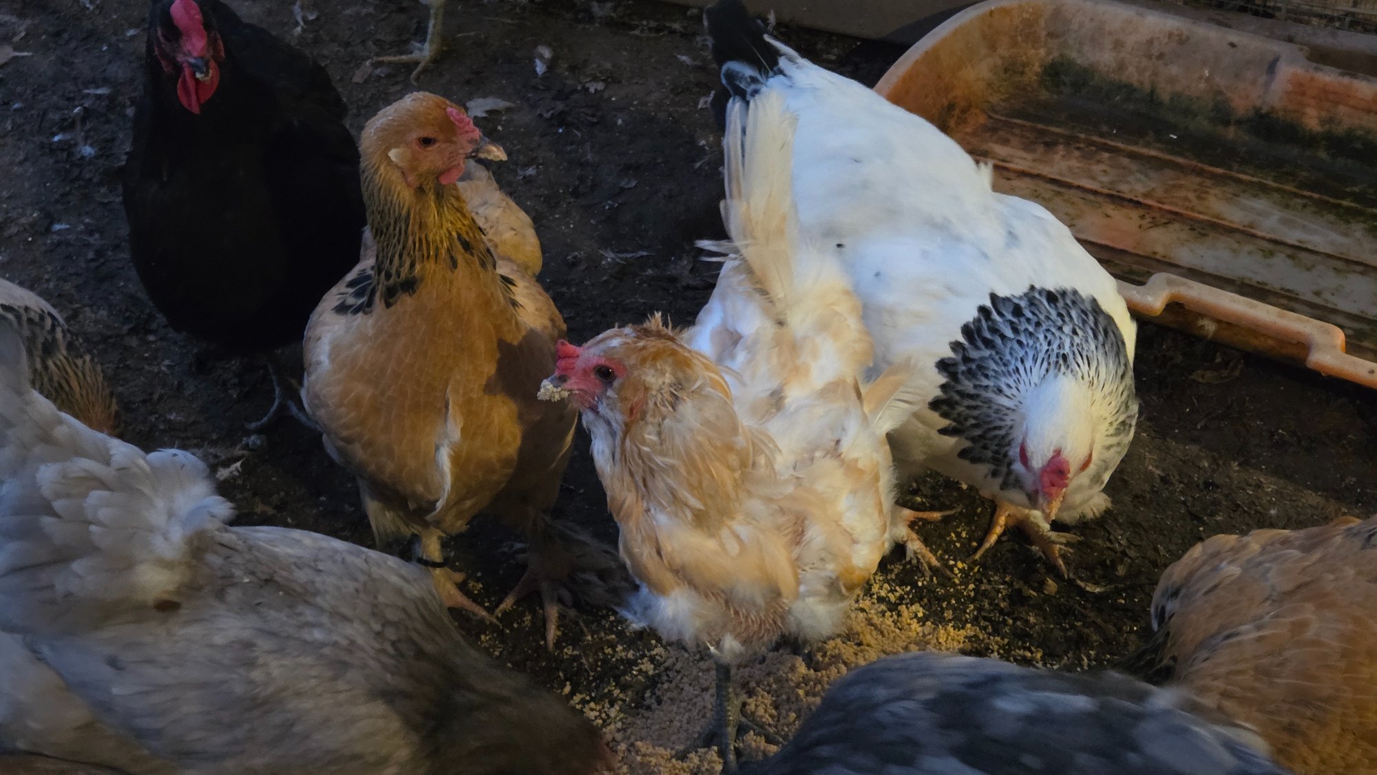 Official BYC Contest—Post Your Best (Worst) Chicken Molt Pictures - 2025 67c.jpg