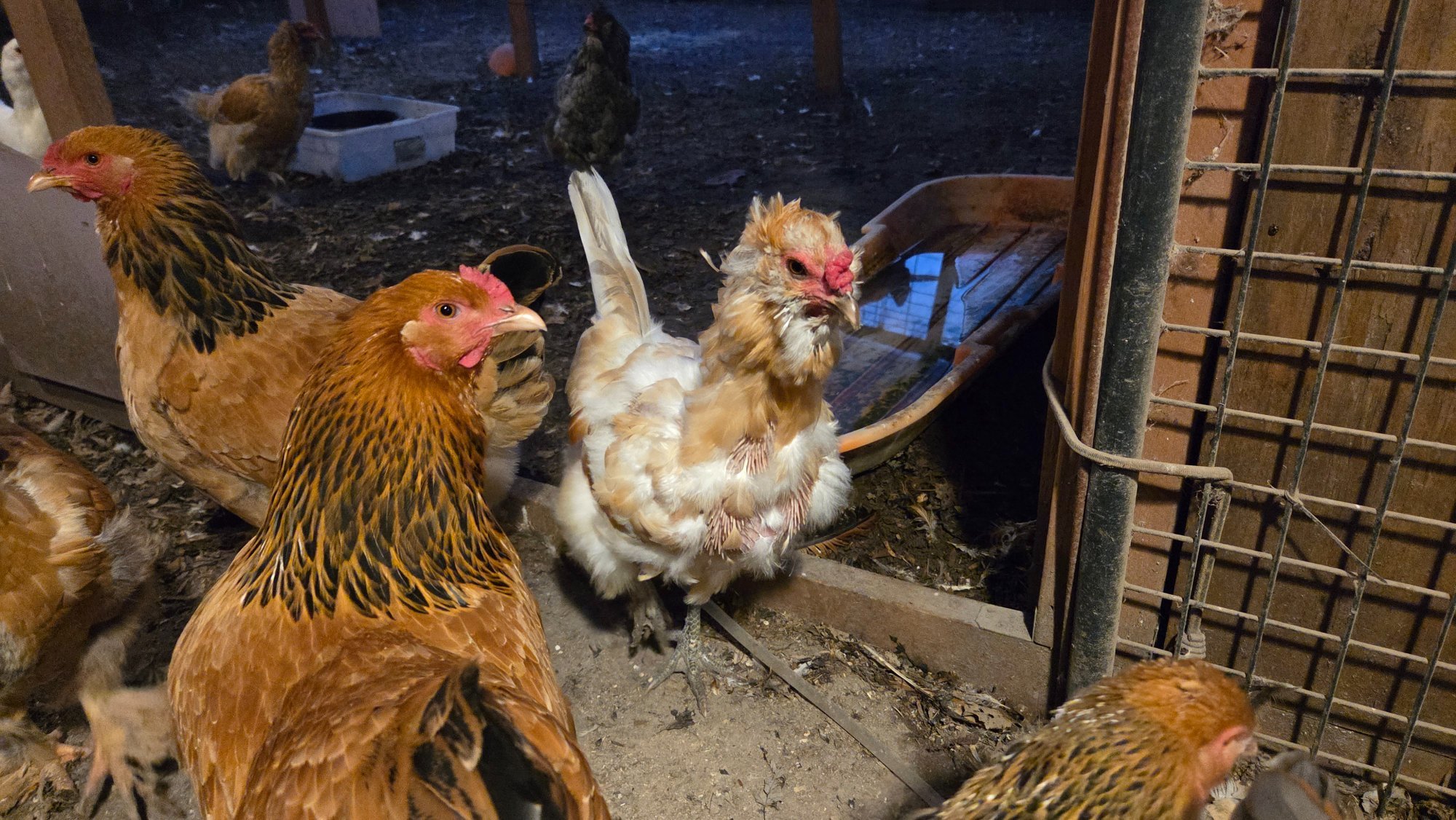 Official BYC Contest—Post Your Best (Worst) Chicken Molt Pictures - 2025 67e.jpg