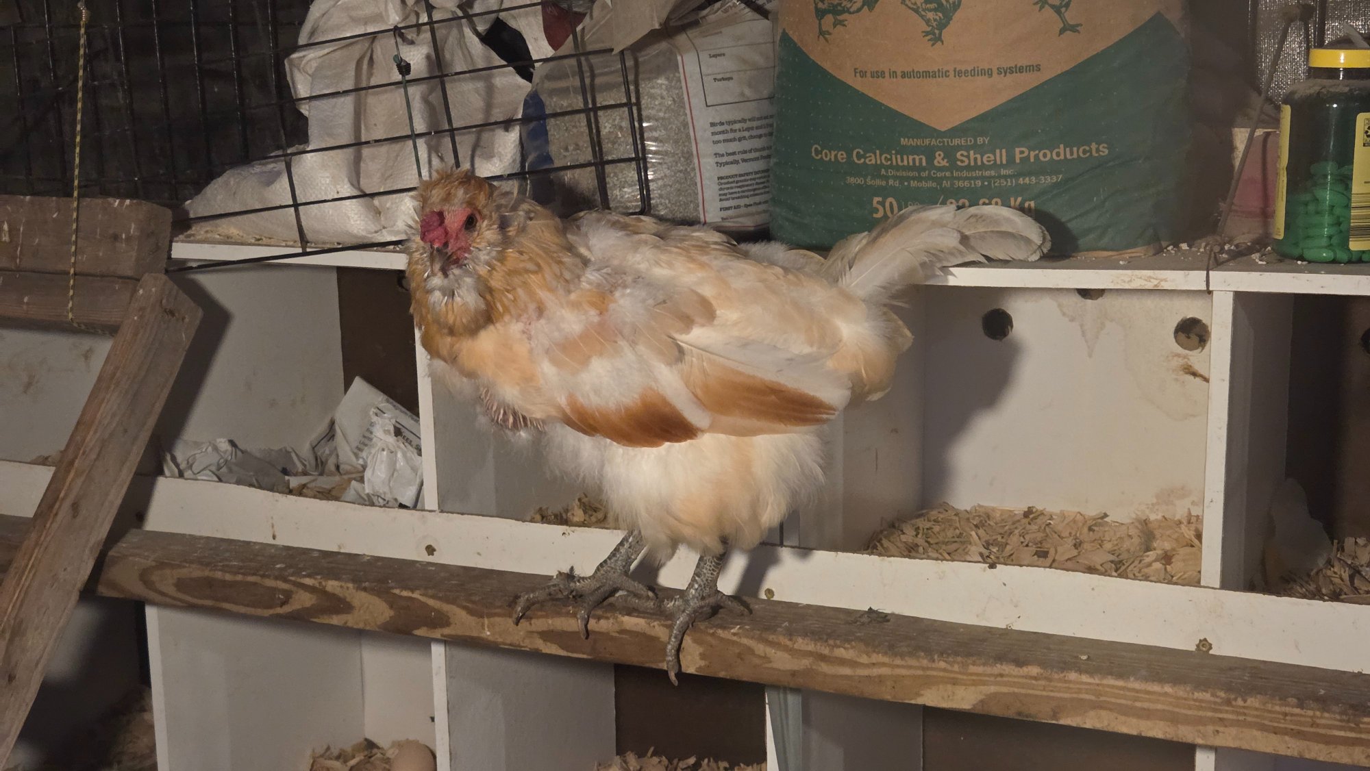 Official BYC Contest—Post Your Best (Worst) Chicken Molt Pictures - 2025 68.jpg