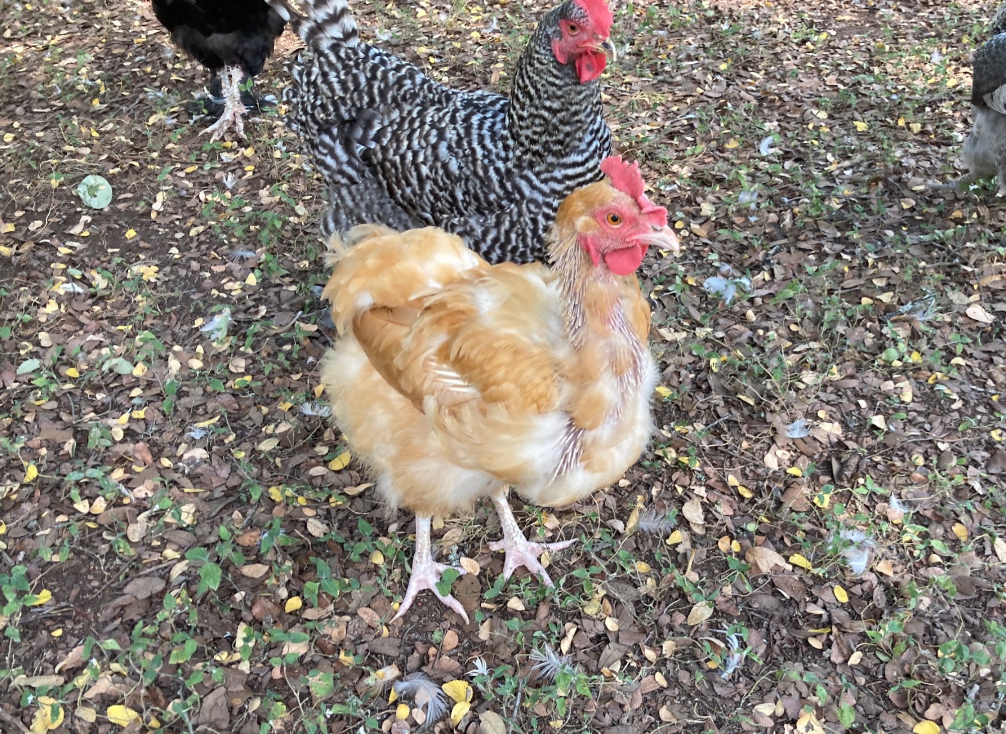 Official BYC Contest—Post Your Best (Worst) Chicken Molt Pictures - 2025 69b.jpg