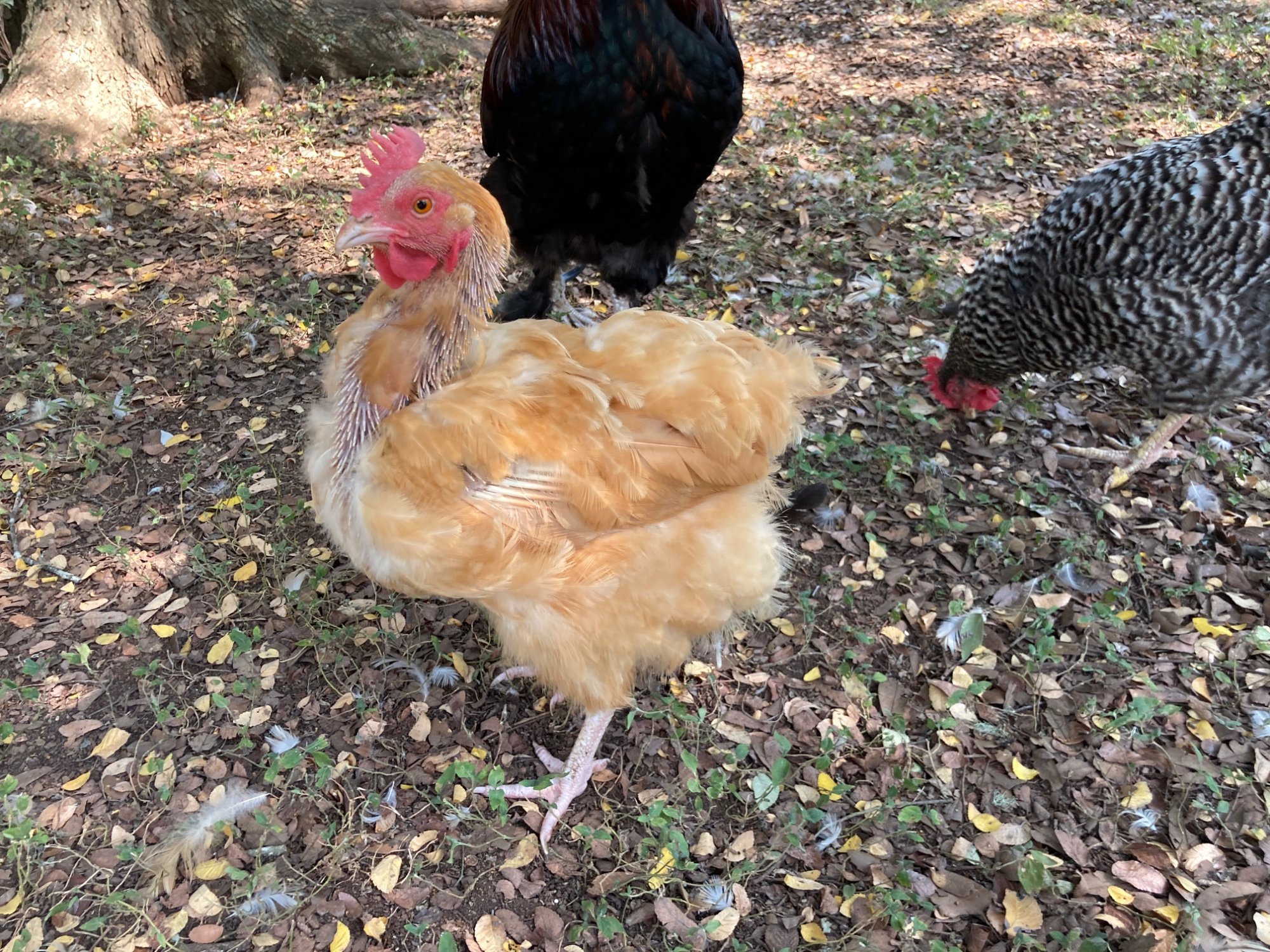 Official BYC Contest—Post Your Best (Worst) Chicken Molt Pictures - 2025 69c.jpg