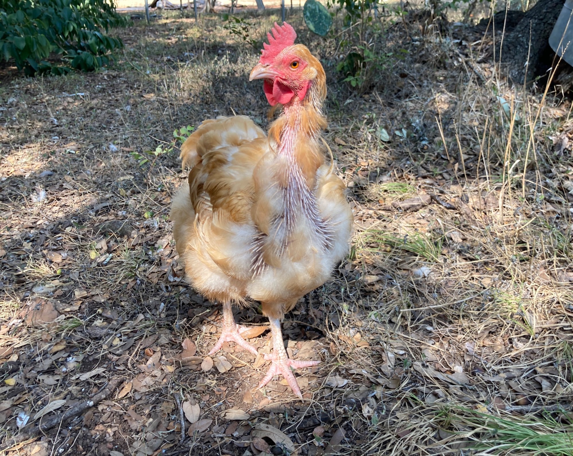 Official BYC Contest—Post Your Best (Worst) Chicken Molt Pictures - 2025 69d.jpg