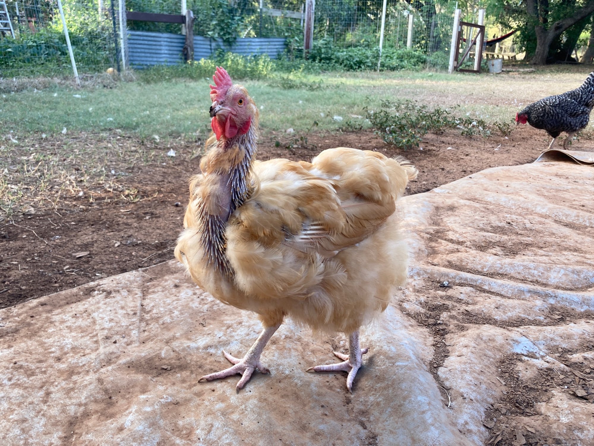Official BYC Contest—Post Your Best (Worst) Chicken Molt Pictures - 2025 69e.jpg