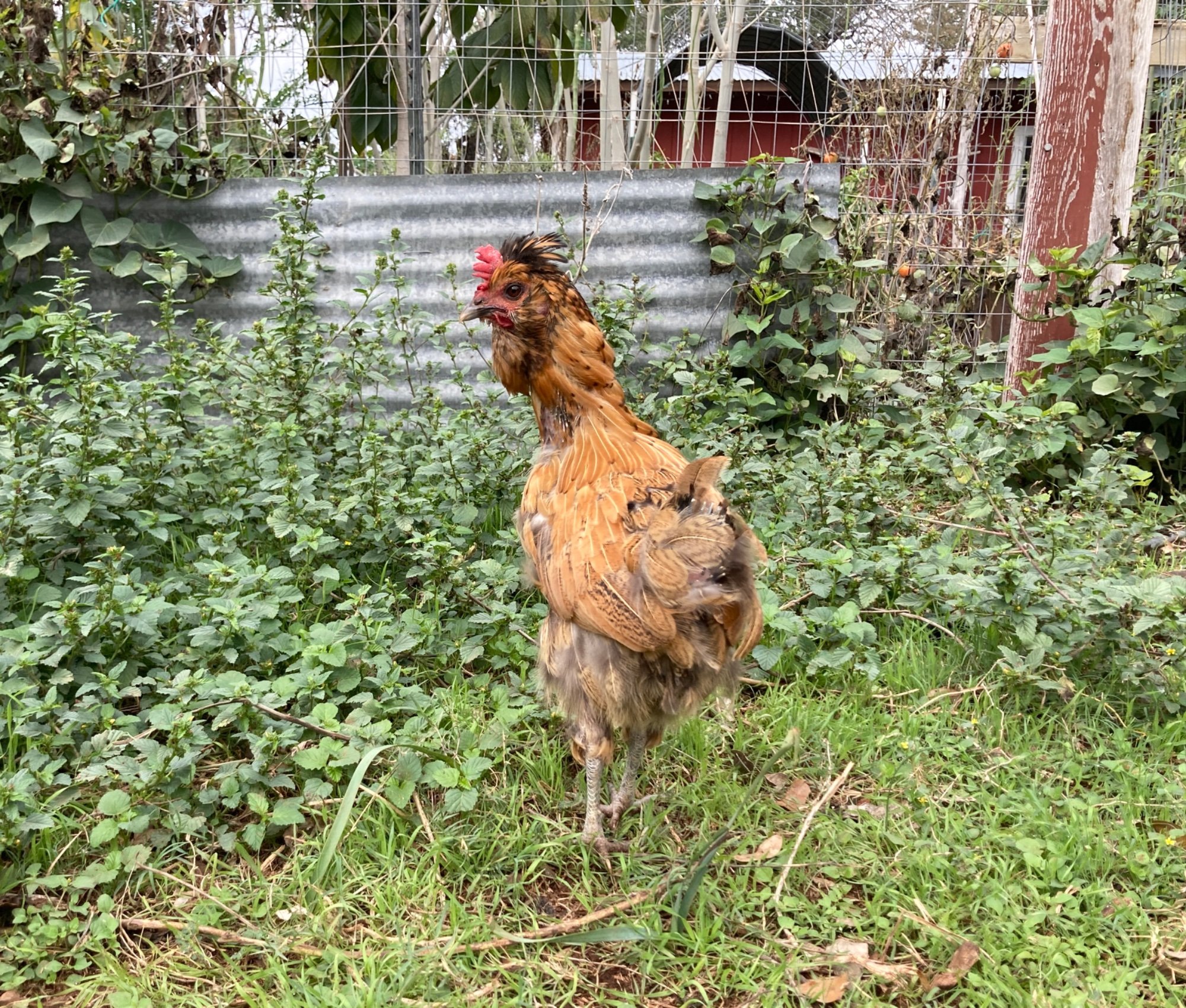 Official BYC Contest—Post Your Best (Worst) Chicken Molt Pictures - 2025 70a.jpg