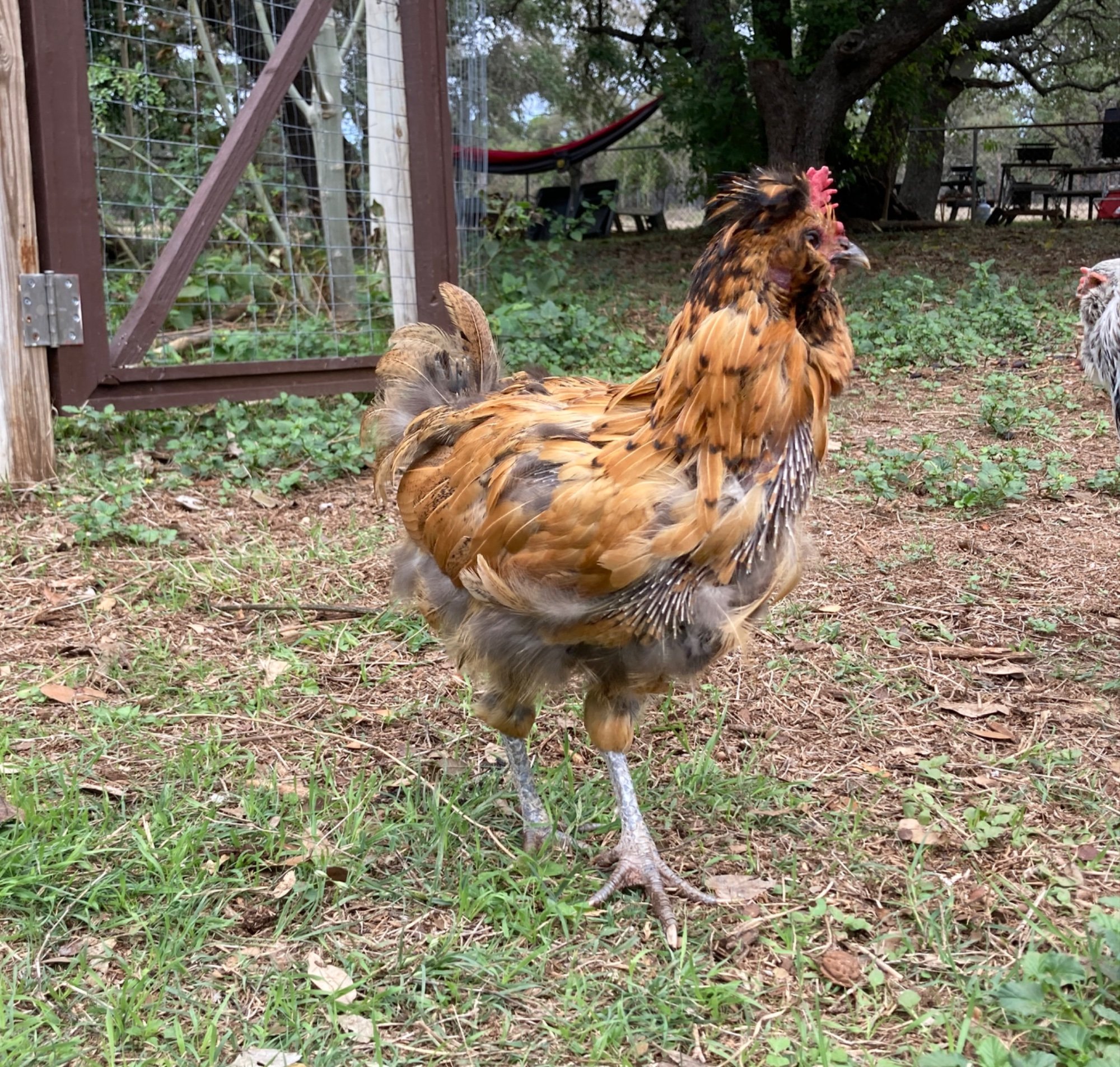 Official BYC Contest—Post Your Best (Worst) Chicken Molt Pictures - 2025 70c.jpg