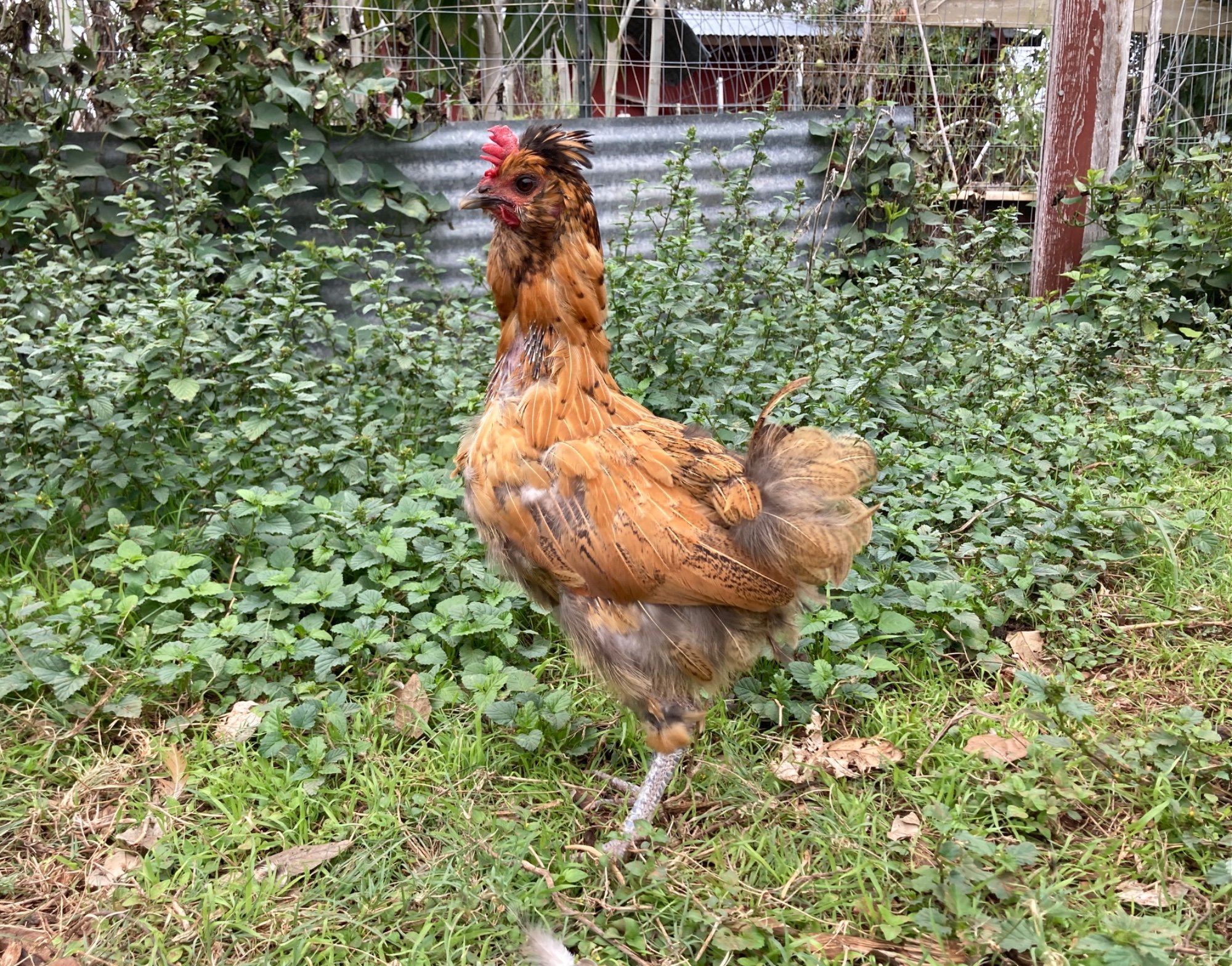 Official BYC Contest—Post Your Best (Worst) Chicken Molt Pictures - 2025 70e.jpg