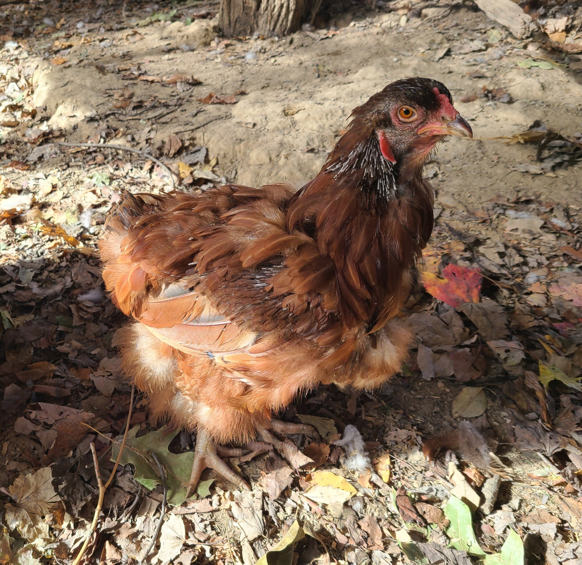 Official BYC Contest—Post Your Best (Worst) Chicken Molt Pictures - 2025 71.jpg