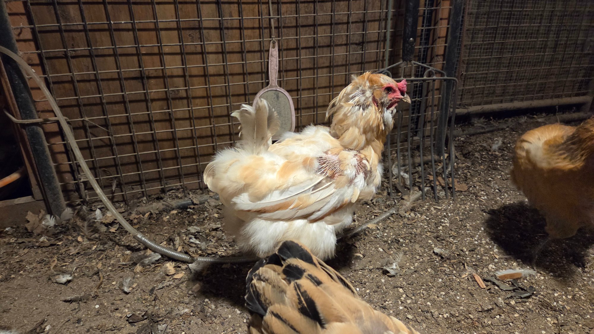 Official BYC Contest—Post Your Best (Worst) Chicken Molt Pictures - 2025 72a.jpg
