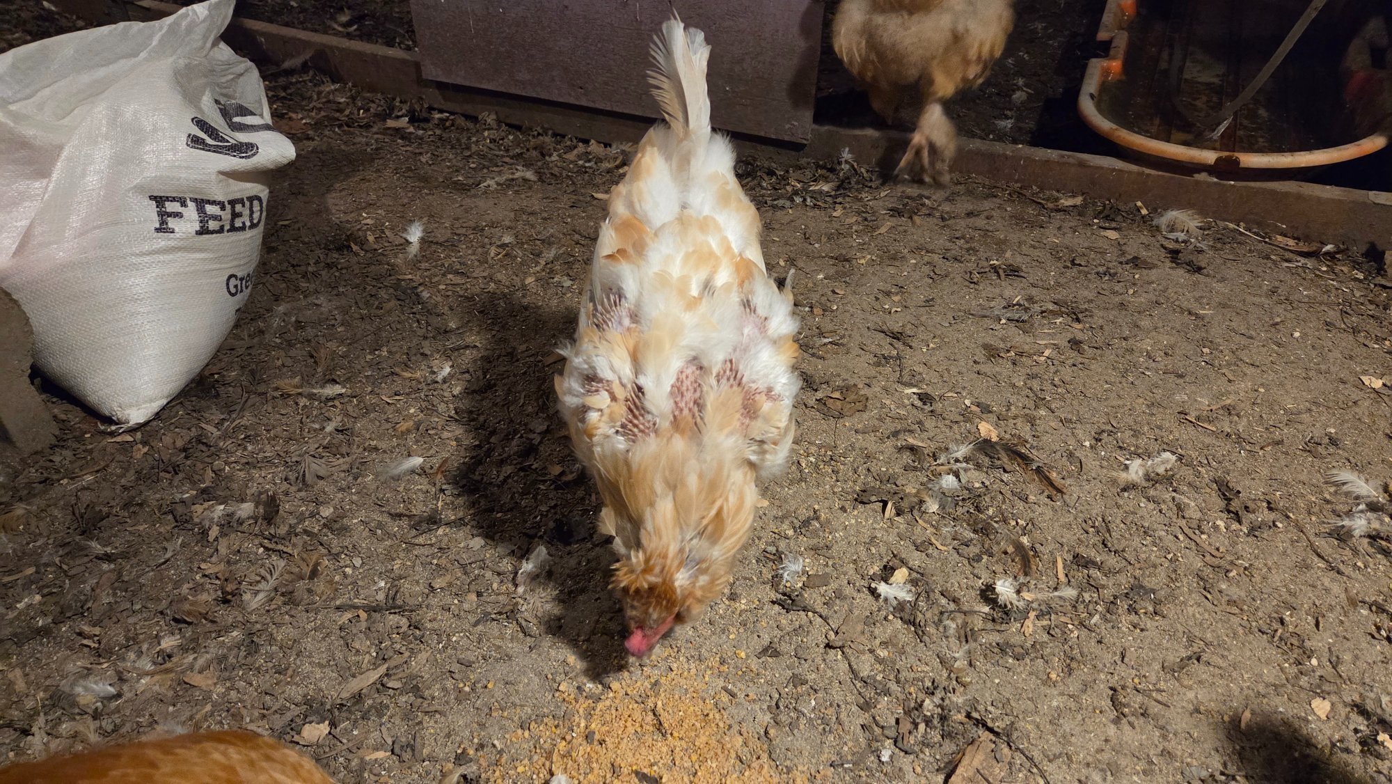 Official BYC Contest—Post Your Best (Worst) Chicken Molt Pictures - 2025 72c.jpg