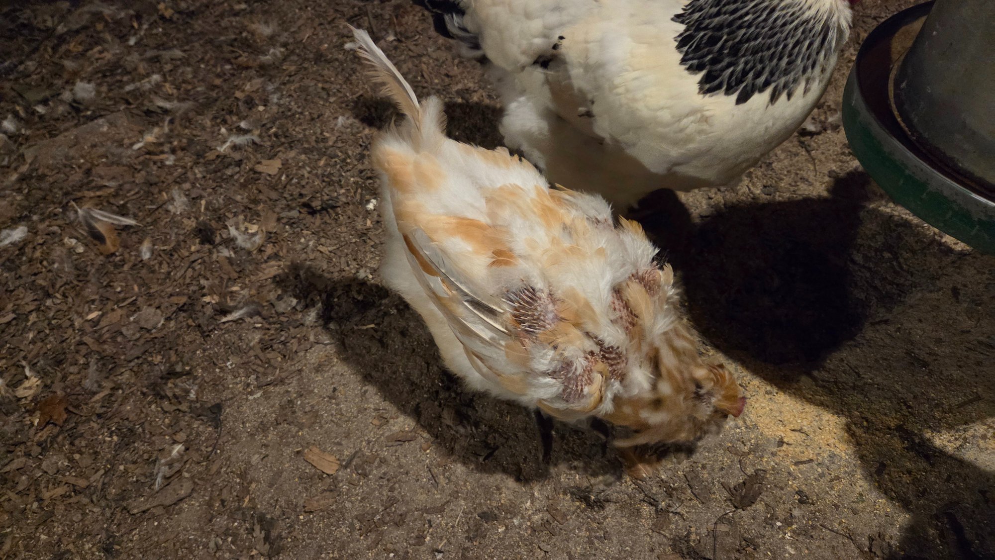 Official BYC Contest—Post Your Best (Worst) Chicken Molt Pictures - 2025 72d.jpg