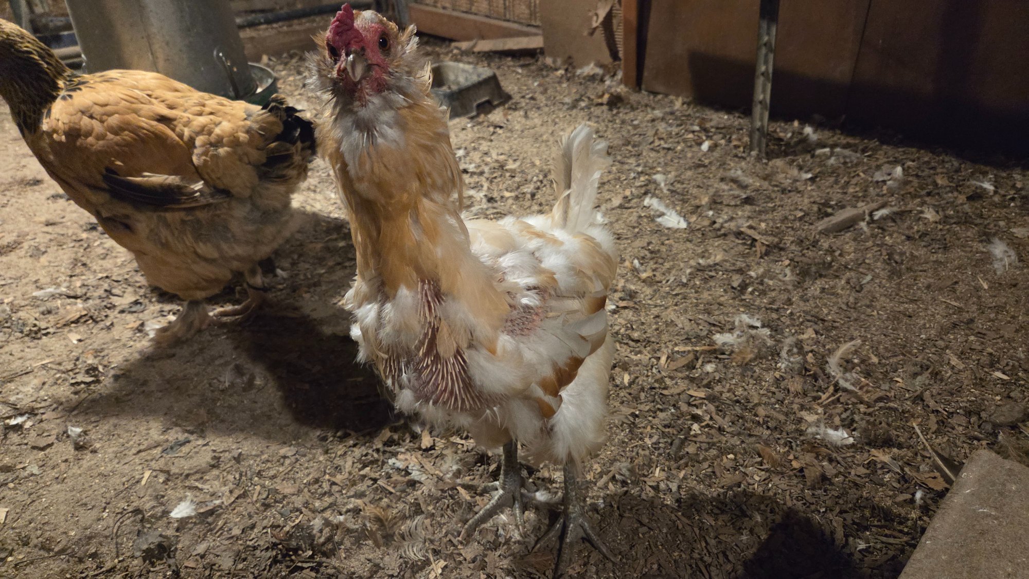 Official BYC Contest—Post Your Best (Worst) Chicken Molt Pictures - 2025 72e.jpg