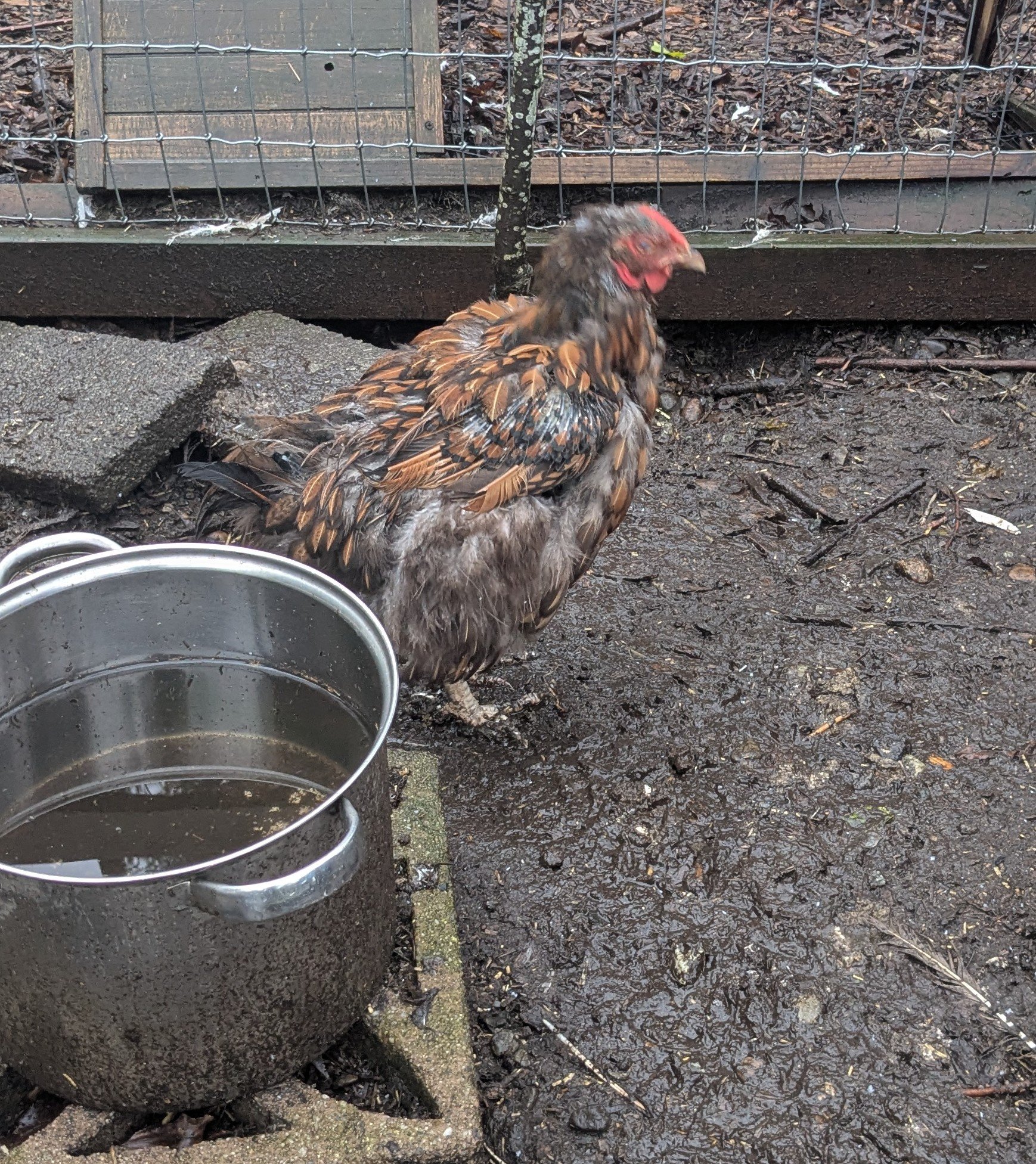 Official BYC Contest—Post Your Best (Worst) Chicken Molt Pictures - 2025 73a.jpg