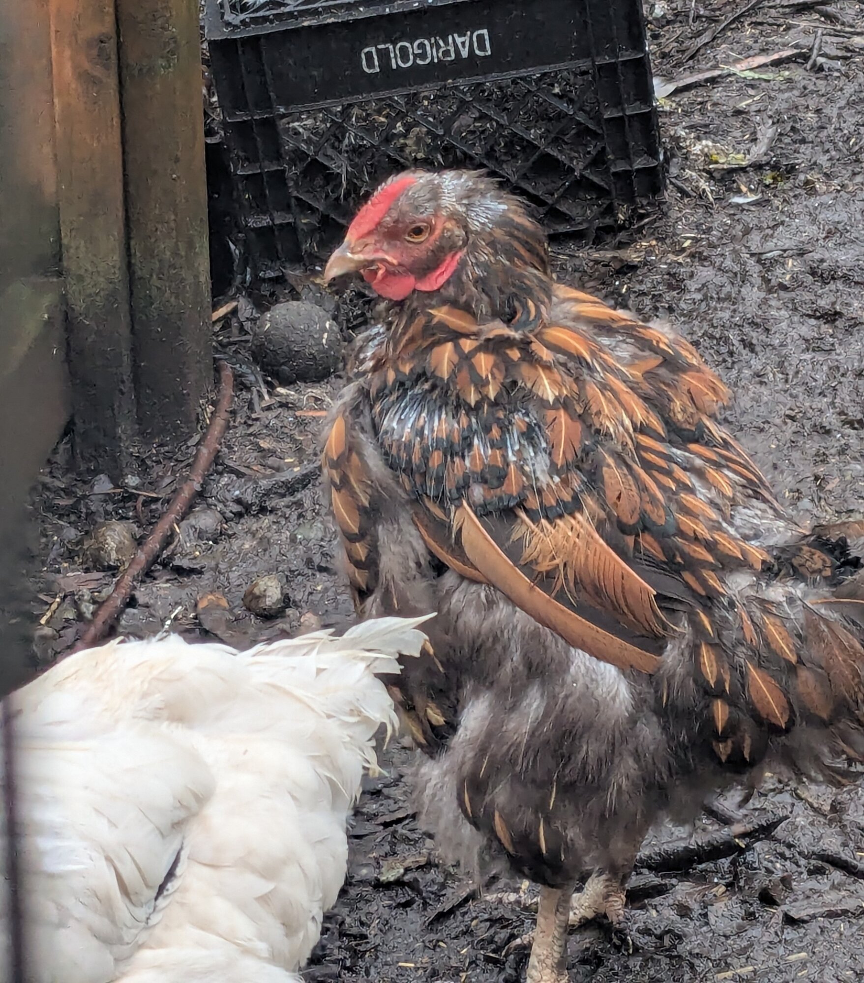 Official BYC Contest—Post Your Best (Worst) Chicken Molt Pictures - 2025 73b.jpg