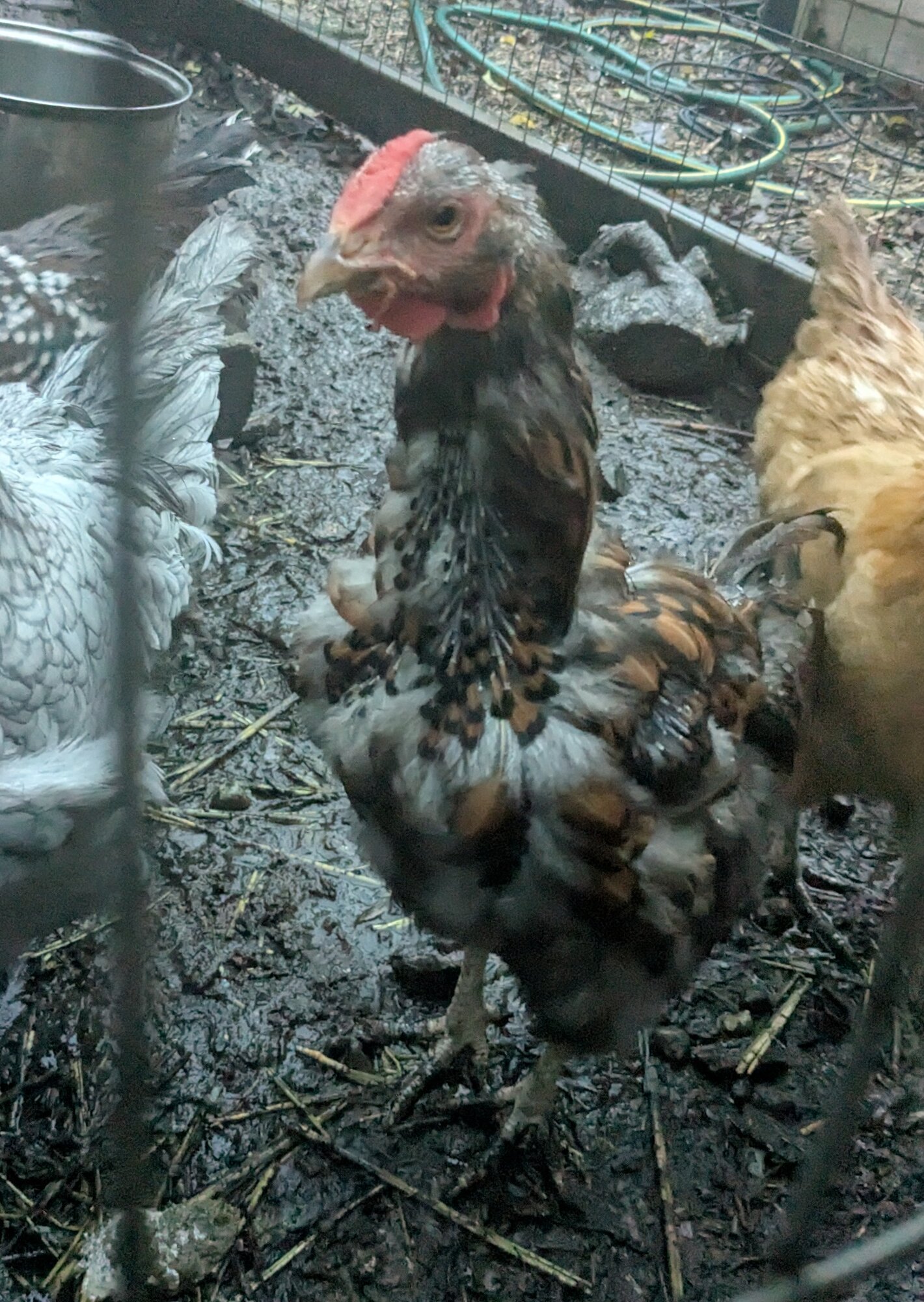 Official BYC Contest—Post Your Best (Worst) Chicken Molt Pictures - 2025 73c.jpg