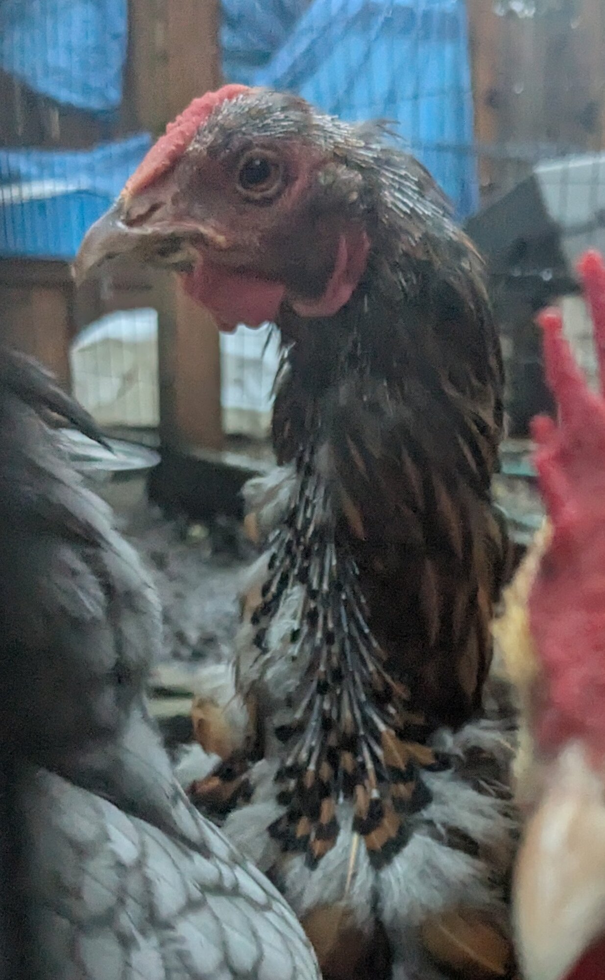 Official BYC Contest—Post Your Best (Worst) Chicken Molt Pictures - 2025 73d.jpg