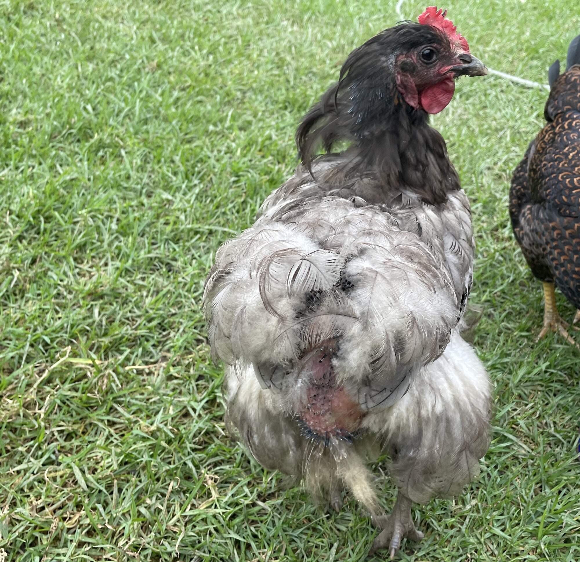 Official BYC Contest—Post Your Best (Worst) Chicken Molt Pictures - 2025 7a.jpg