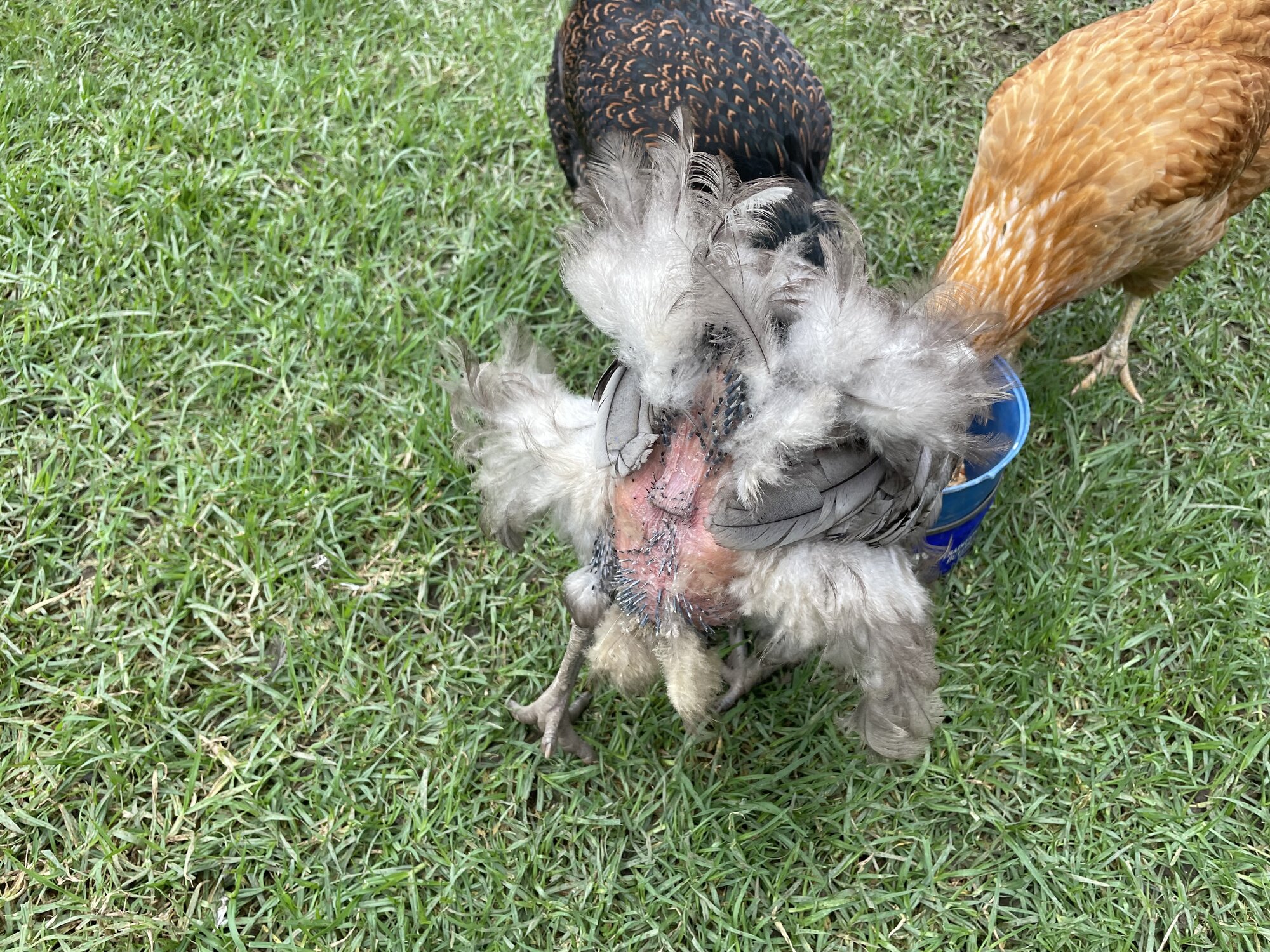 Official BYC Contest—Post Your Best (Worst) Chicken Molt Pictures - 2025 7b.jpg