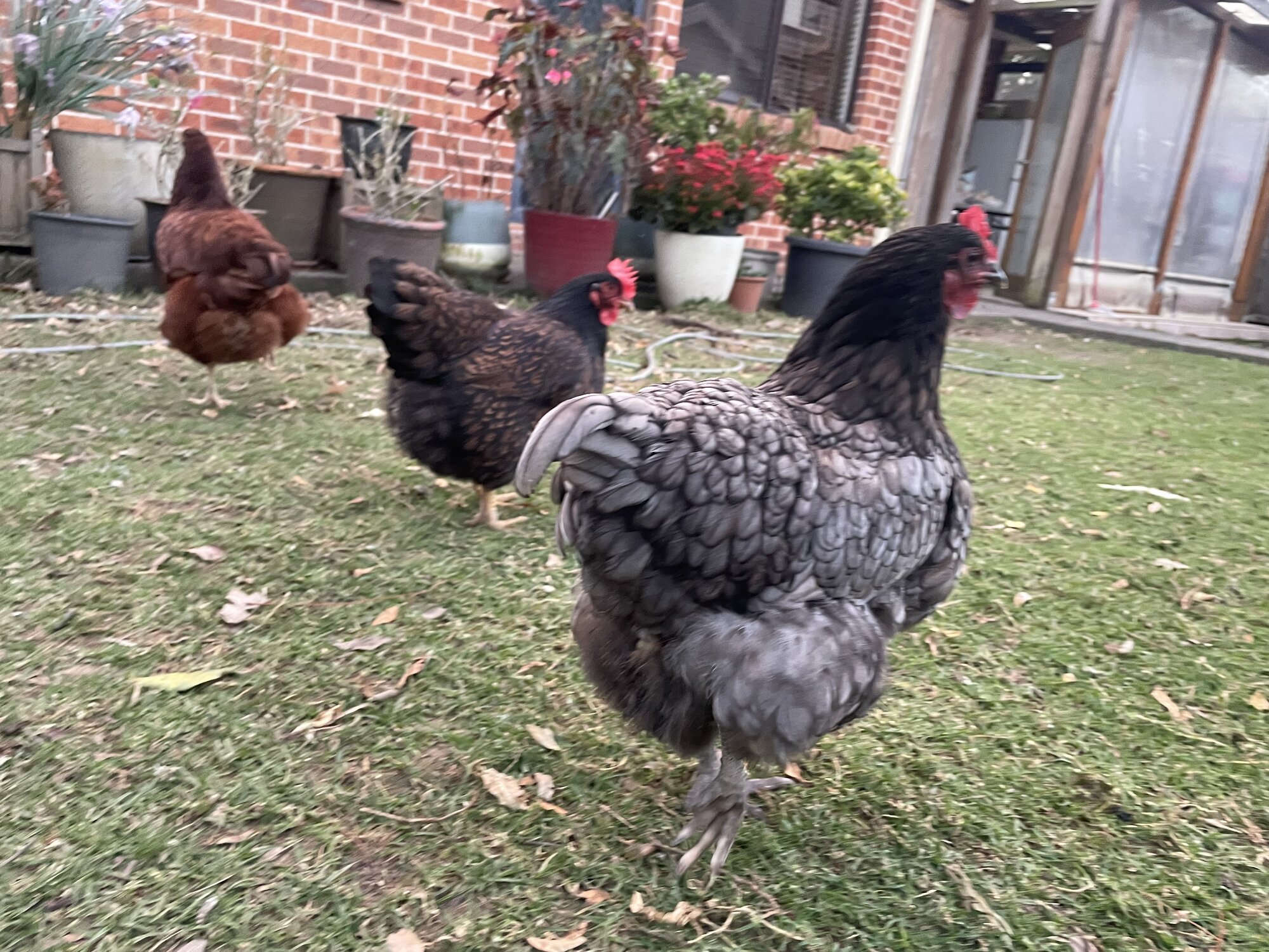 Official BYC Contest—Post Your Best (Worst) Chicken Molt Pictures - 2025 7c.jpg