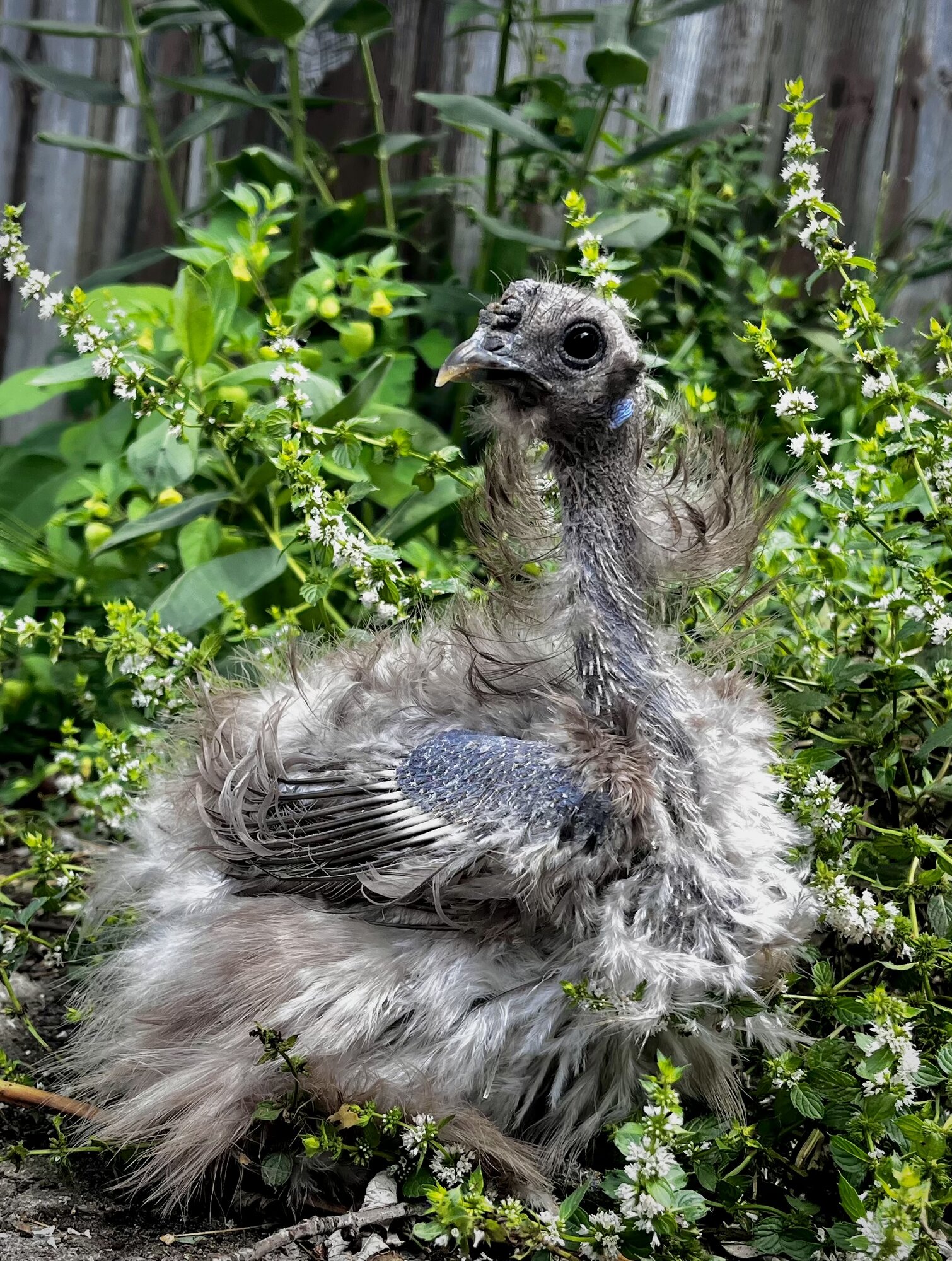 Official BYC Contest—Post Your Best (Worst) Chicken Molt Pictures - 2025 8a.jpg