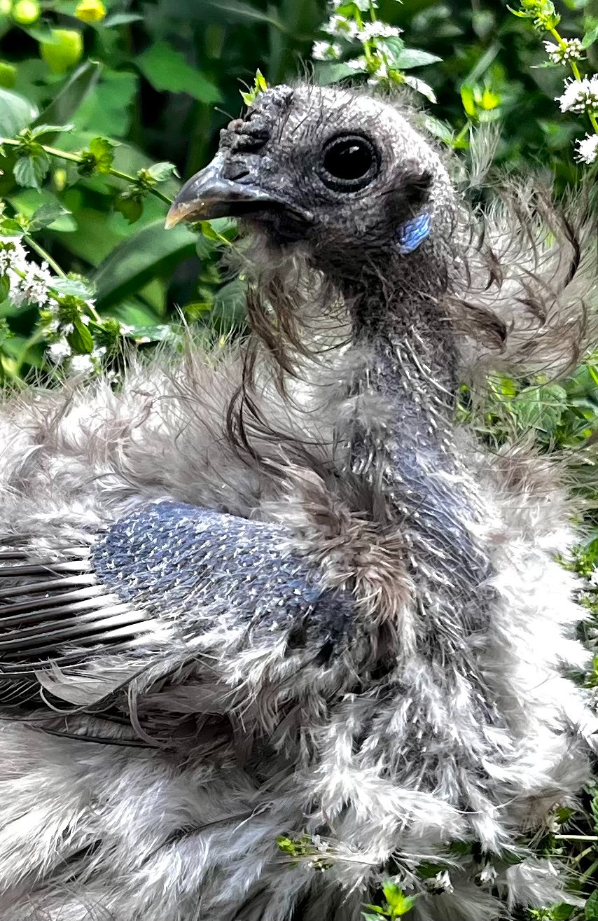 Official BYC Contest—Post Your Best (Worst) Chicken Molt Pictures - 2025 8b.jpg