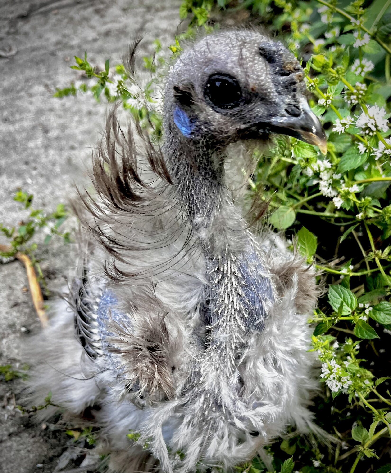 Official BYC Contest—Post Your Best (Worst) Chicken Molt Pictures - 2025 8c.jpg